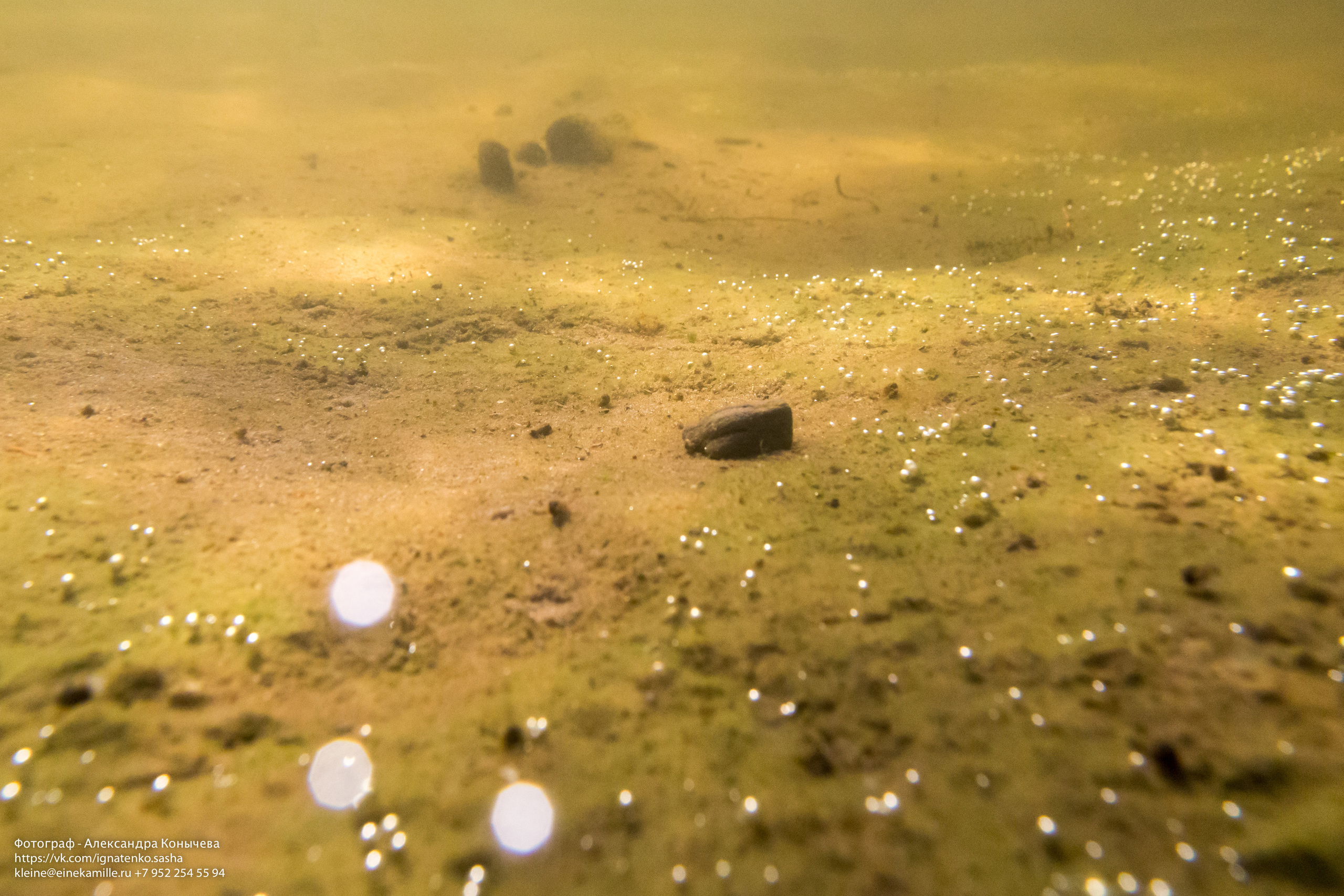 Открытая вода (озёра). Репортаржный фотограф в Архангельске Александра Конычева