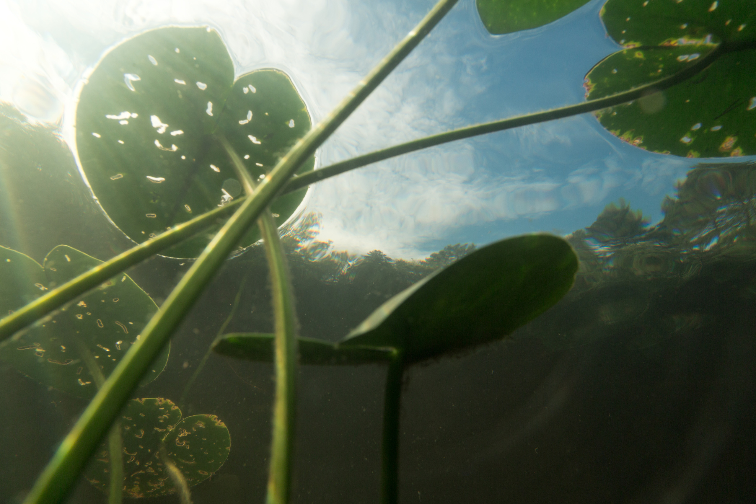 Открытая вода (озёра). Репортаржный фотограф в Архангельске Александра Конычева