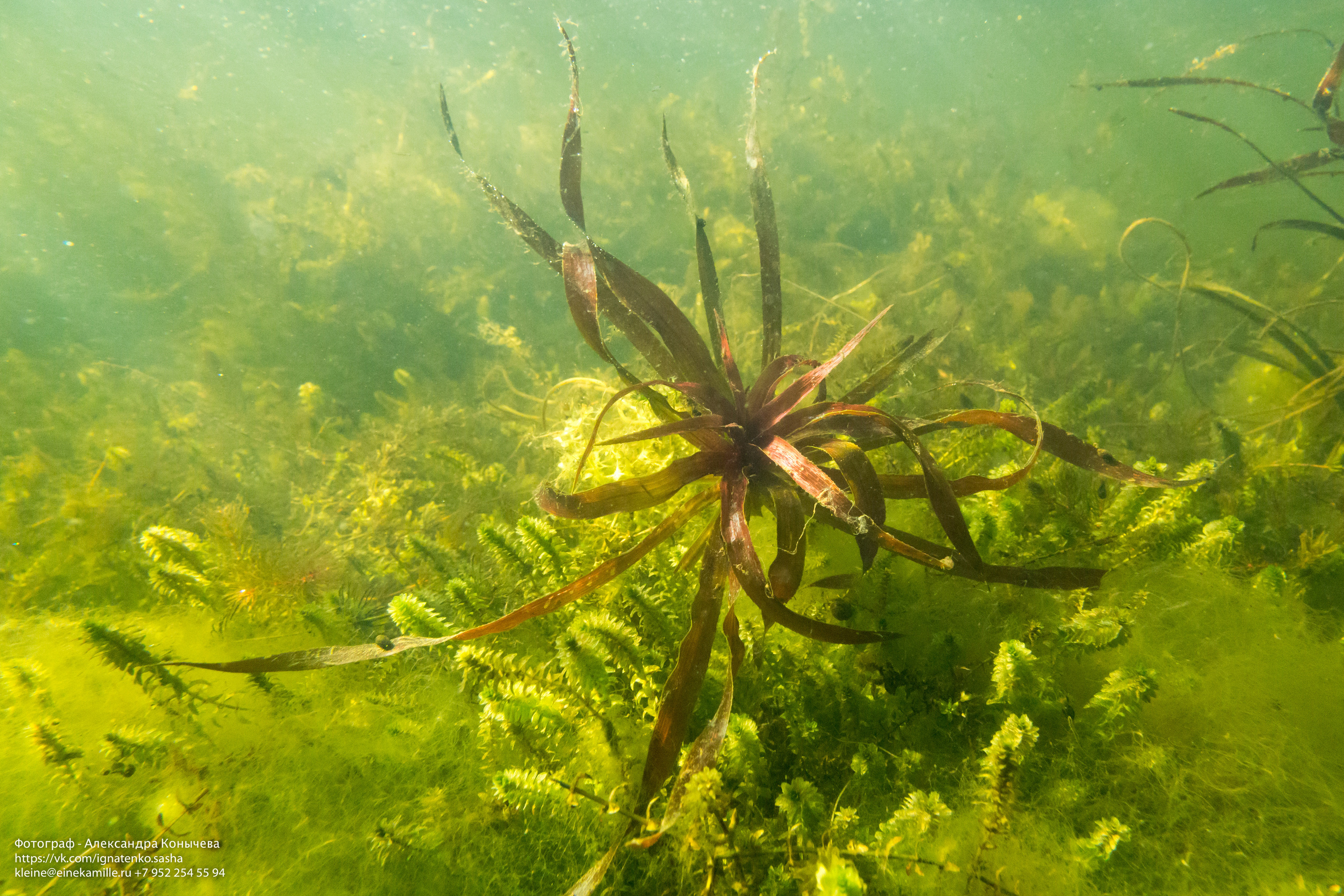 Открытая вода (озёра). Репортаржный фотограф в Архангельске Александра Конычева