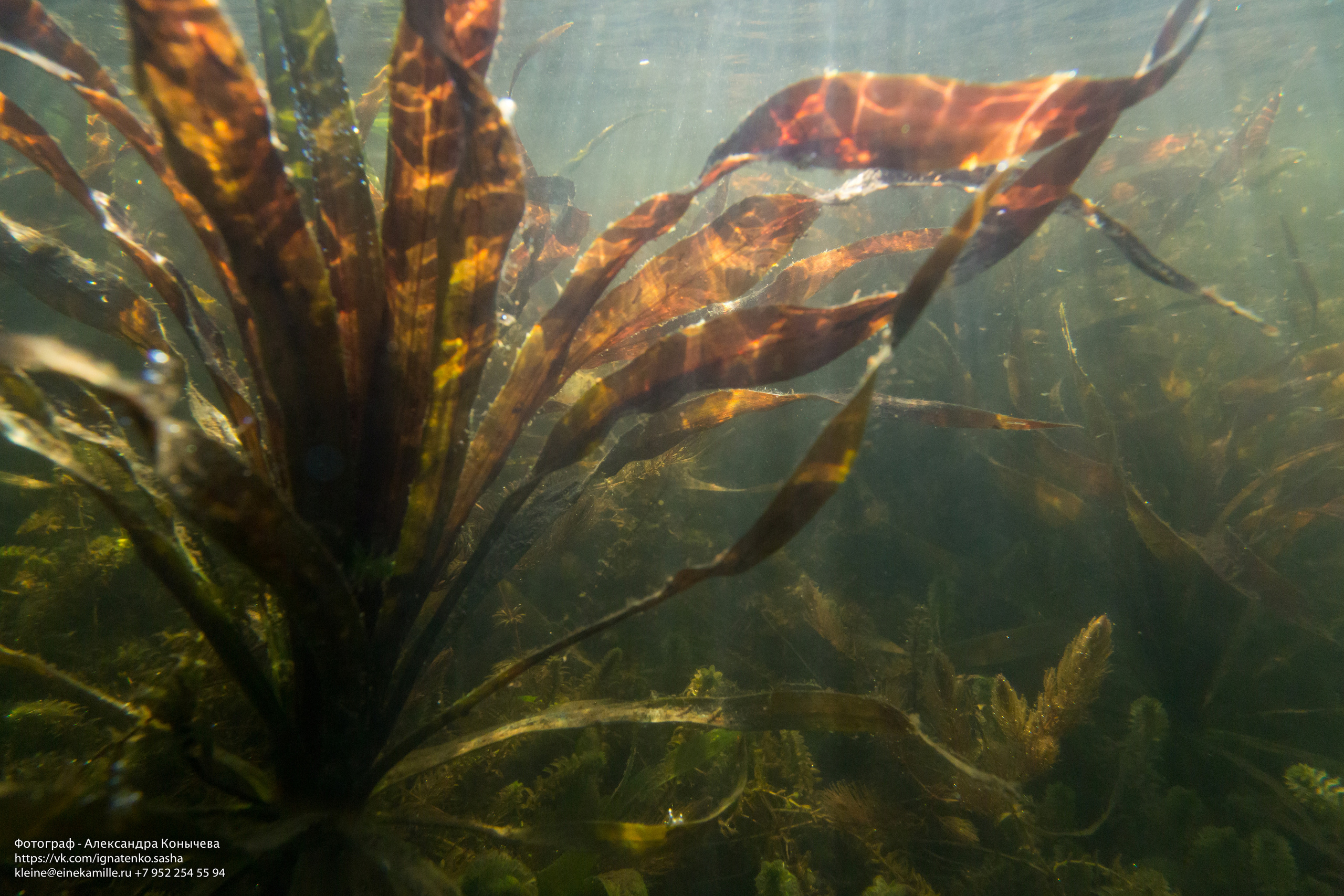 Открытая вода (озёра). Репортаржный фотограф в Архангельске Александра Конычева