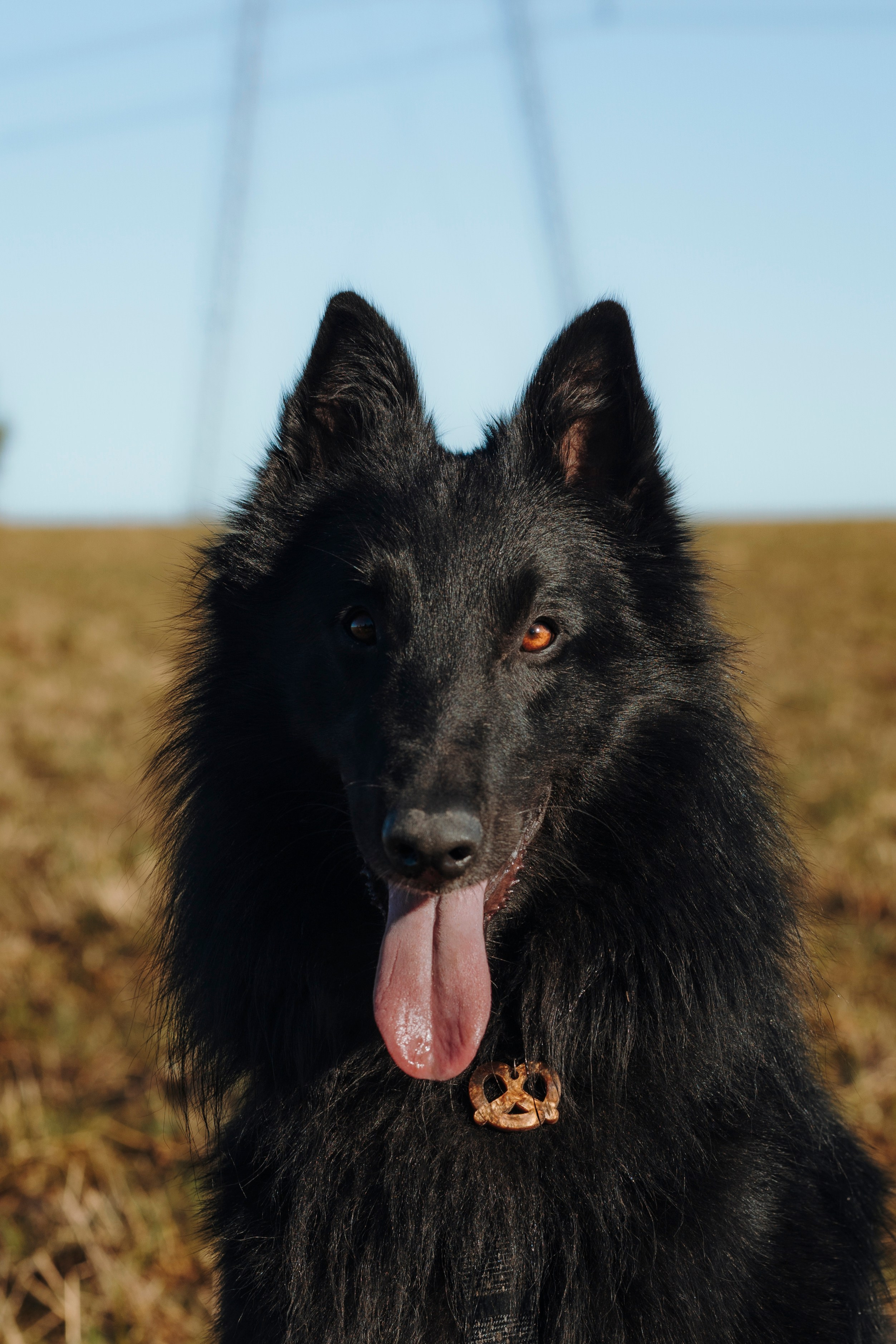 Смена в «DogCamp». Анастасия Белаш