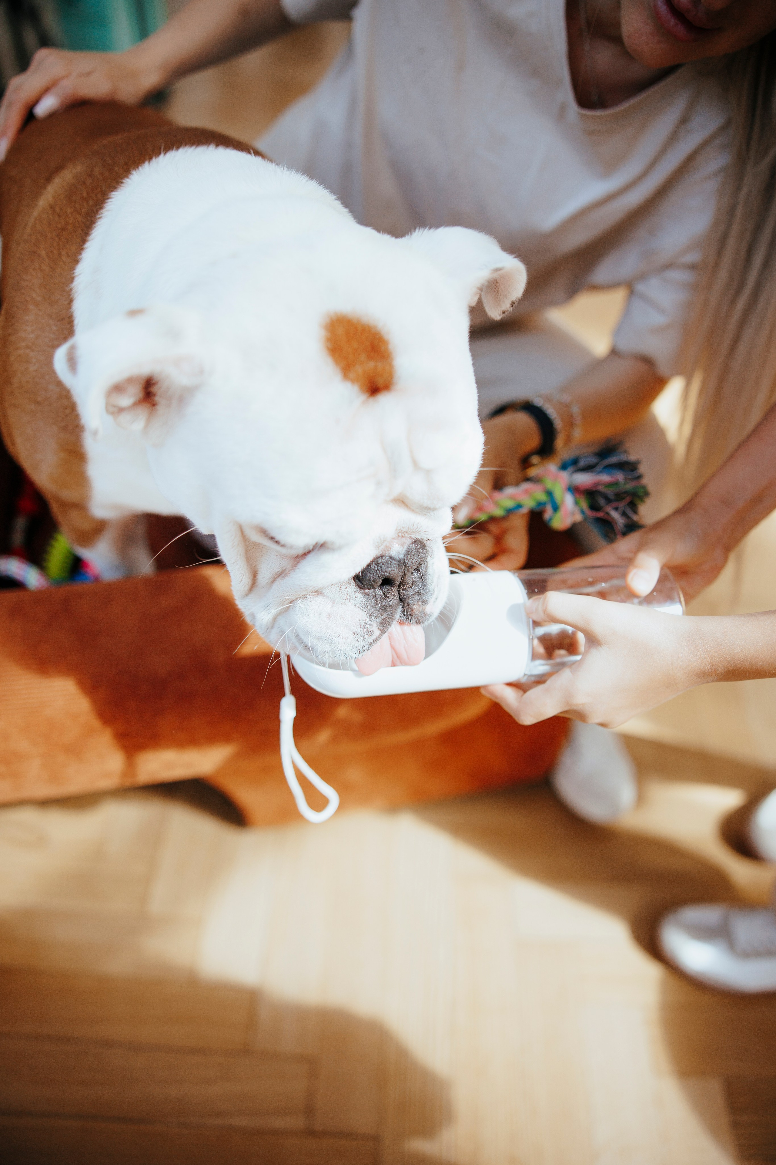 Pawsitive, товары для груминга, поилки. Анастасия Белаш