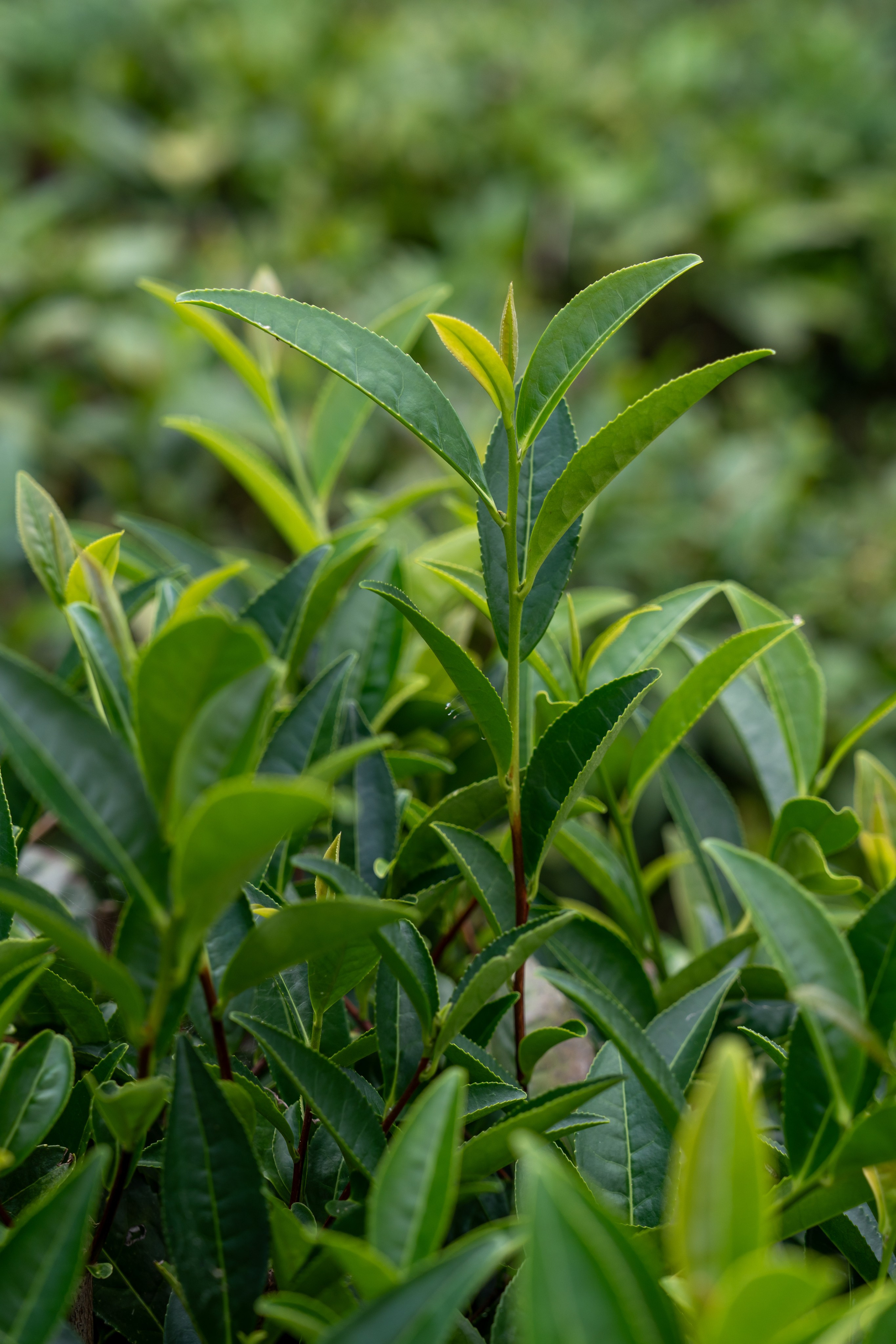 Яндекс.Еда — Сочинский чай. Репортажный фотограф в Красной Поляне и Сочи Павлюченко Екатерина