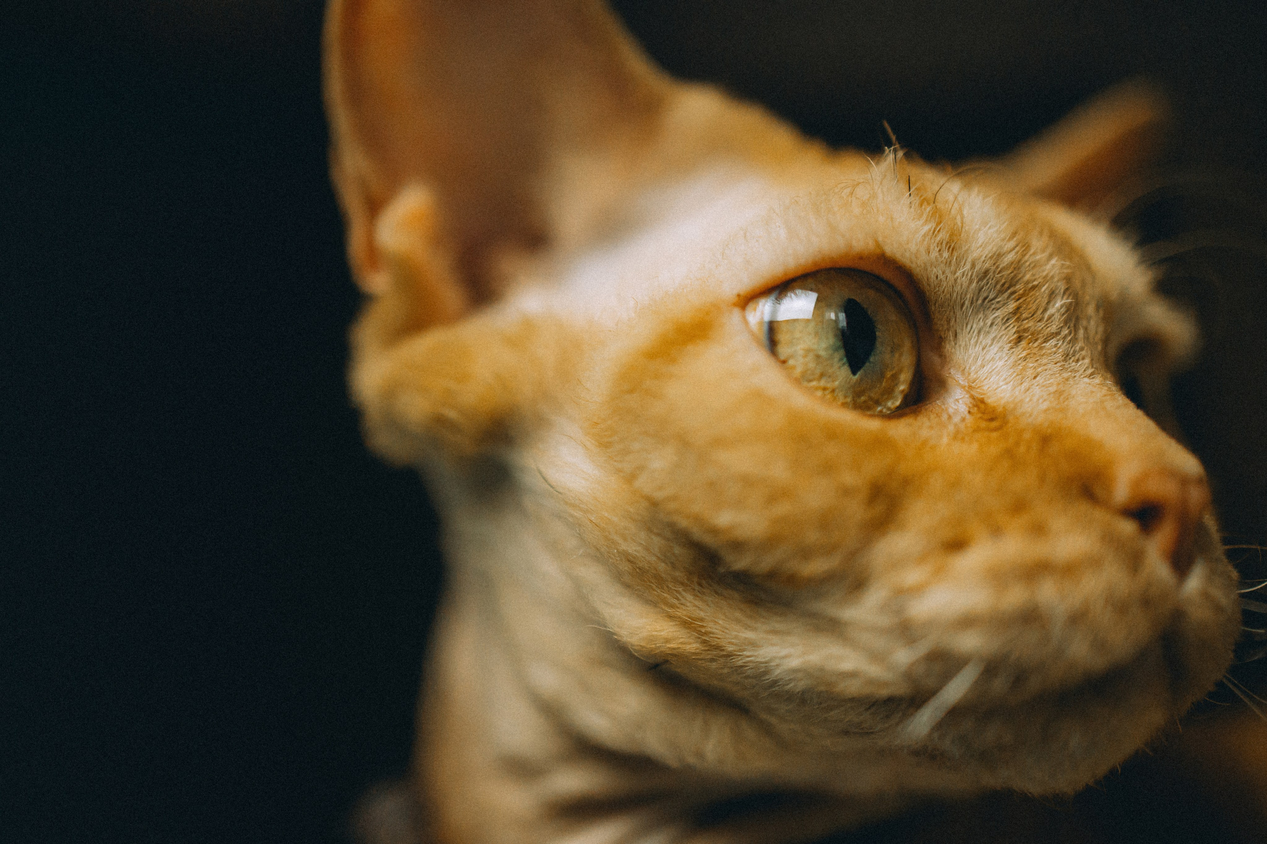 Гречка, Ковш и их семья