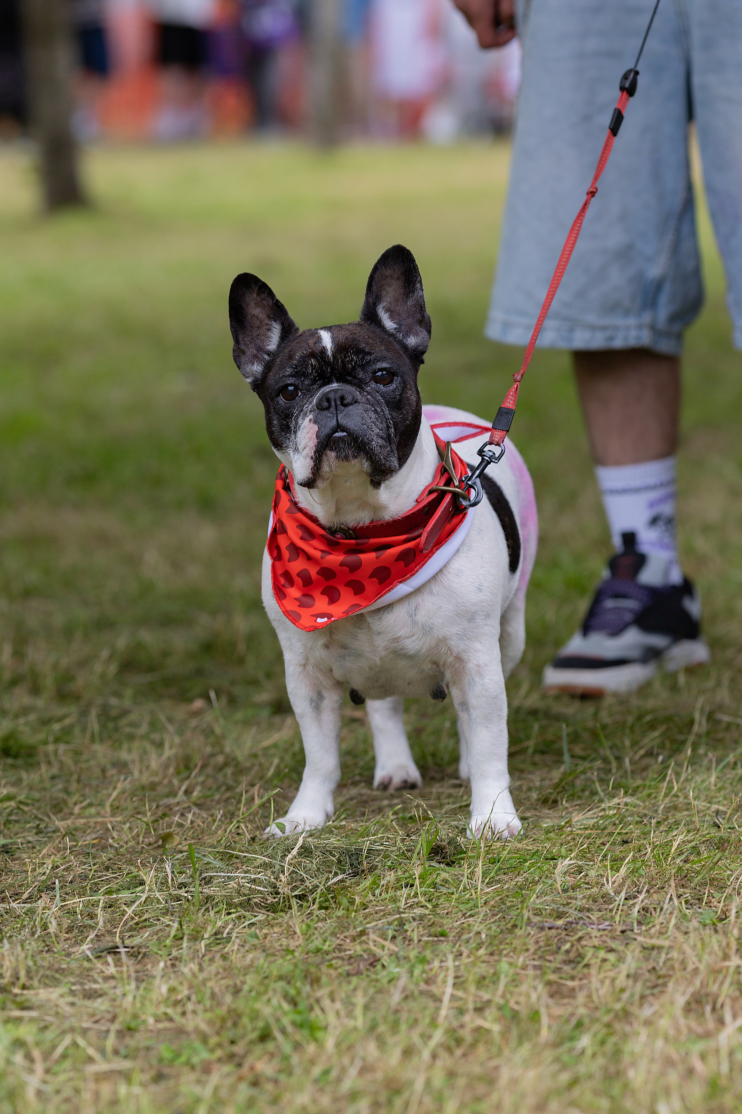 Petshop Days 2026. Репортажный фотограф