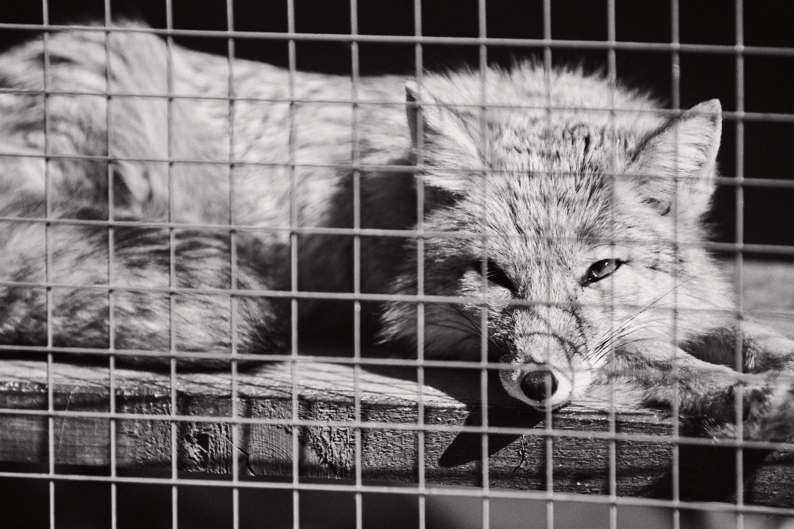 Зоопарк Иваново. Фотограф в Иваново: Каталожная съемка одежды и постельного белья, Wildberries