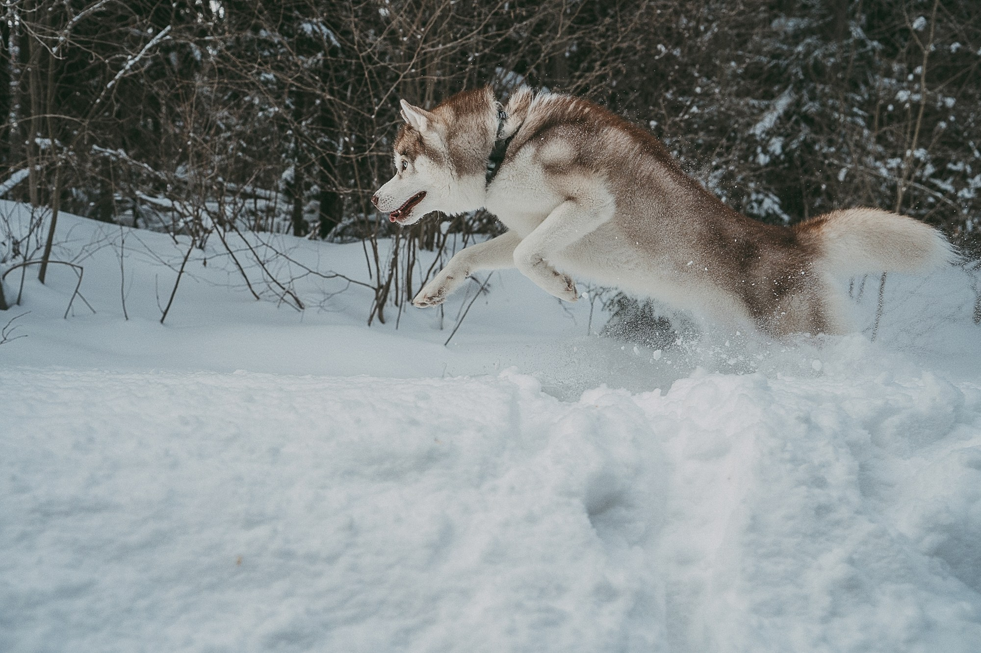 Полина, Уго и Пышка. Фотограф анималист в Москве и Санкт-Петербурге Свиридова Анна