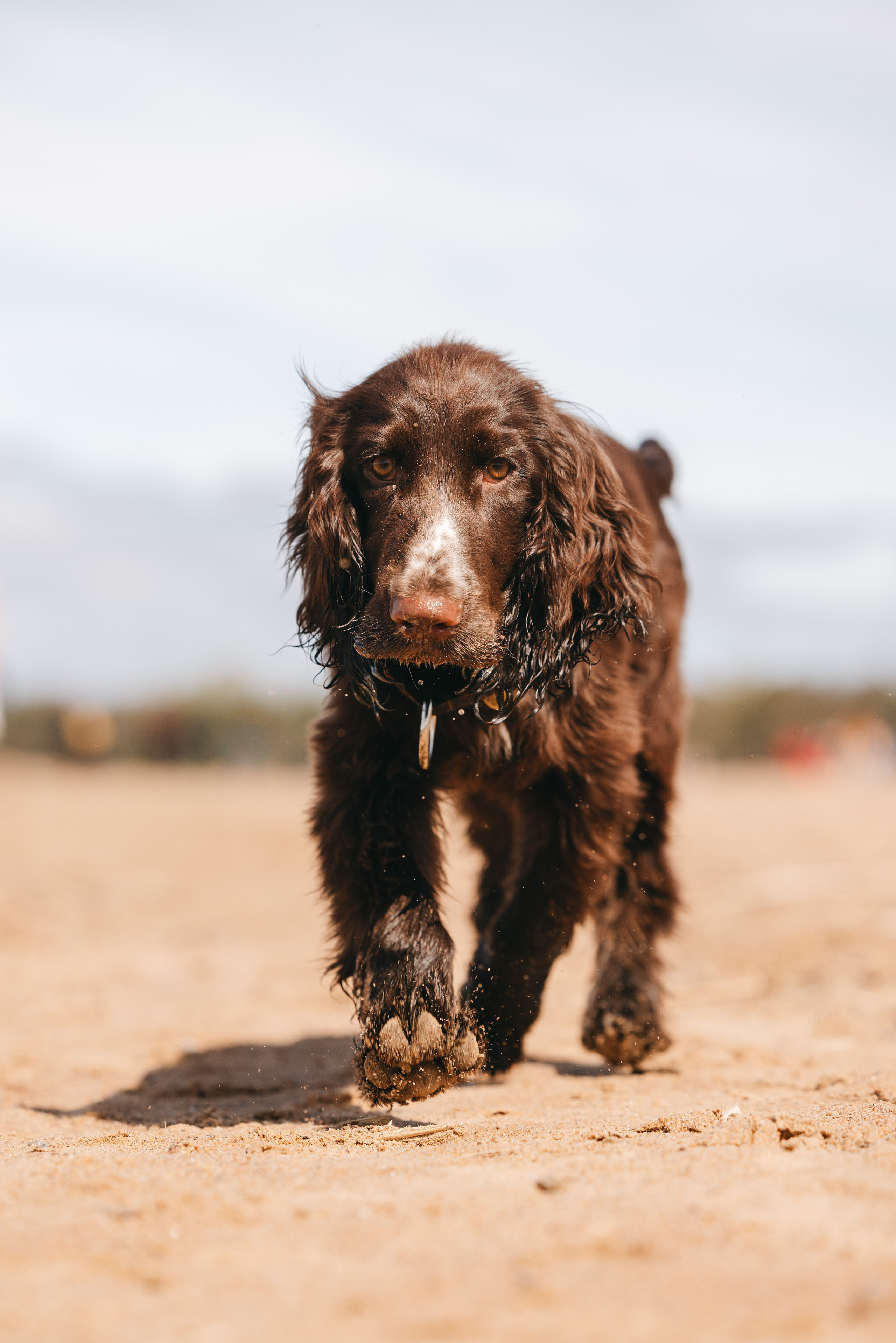 Спанимания. Фотограф анималист Осипчикова Мария