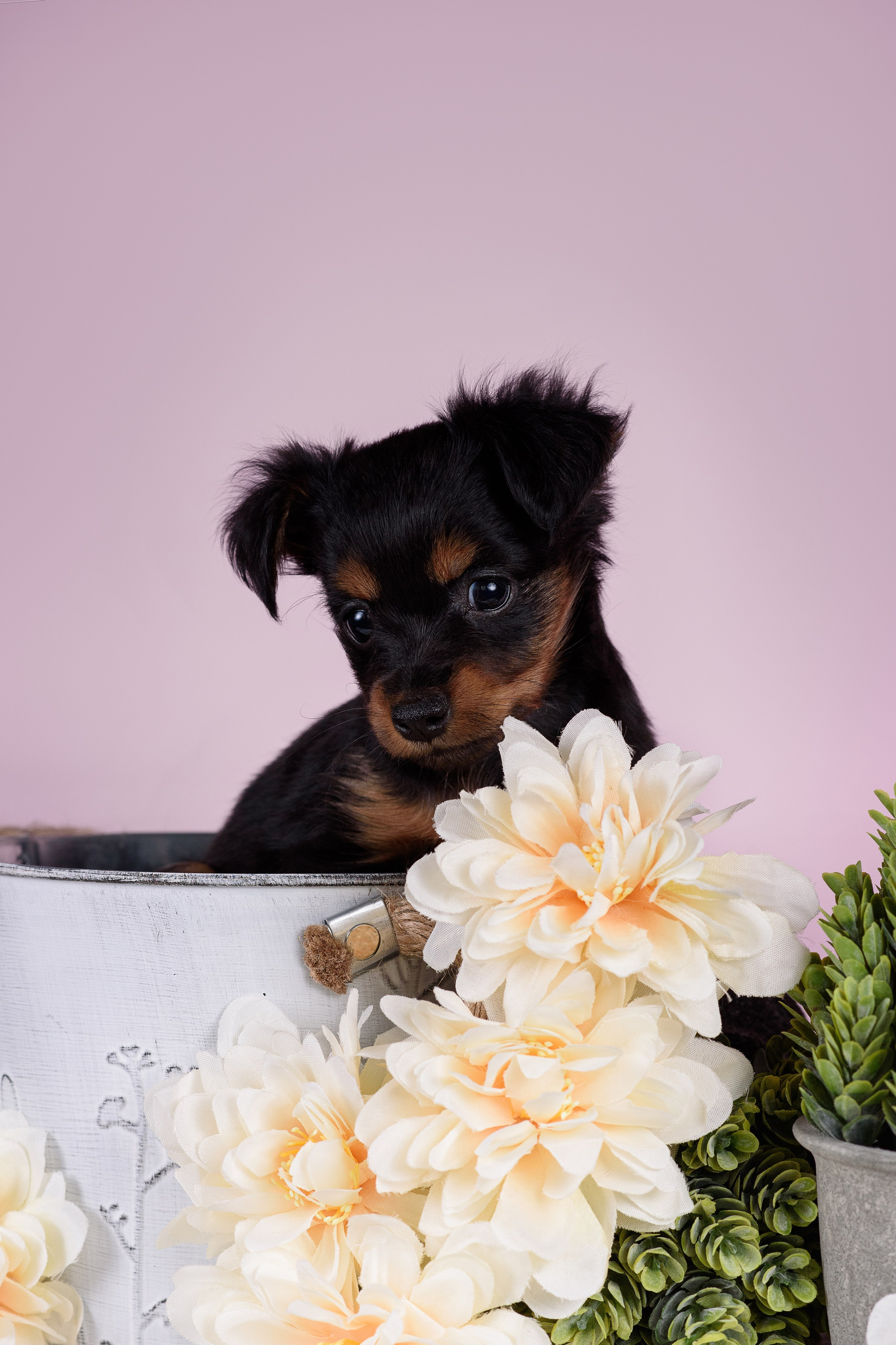 Щенки Пражских крысариков -13.04.2024. Фотограф — Анималист | Анна Абрамова