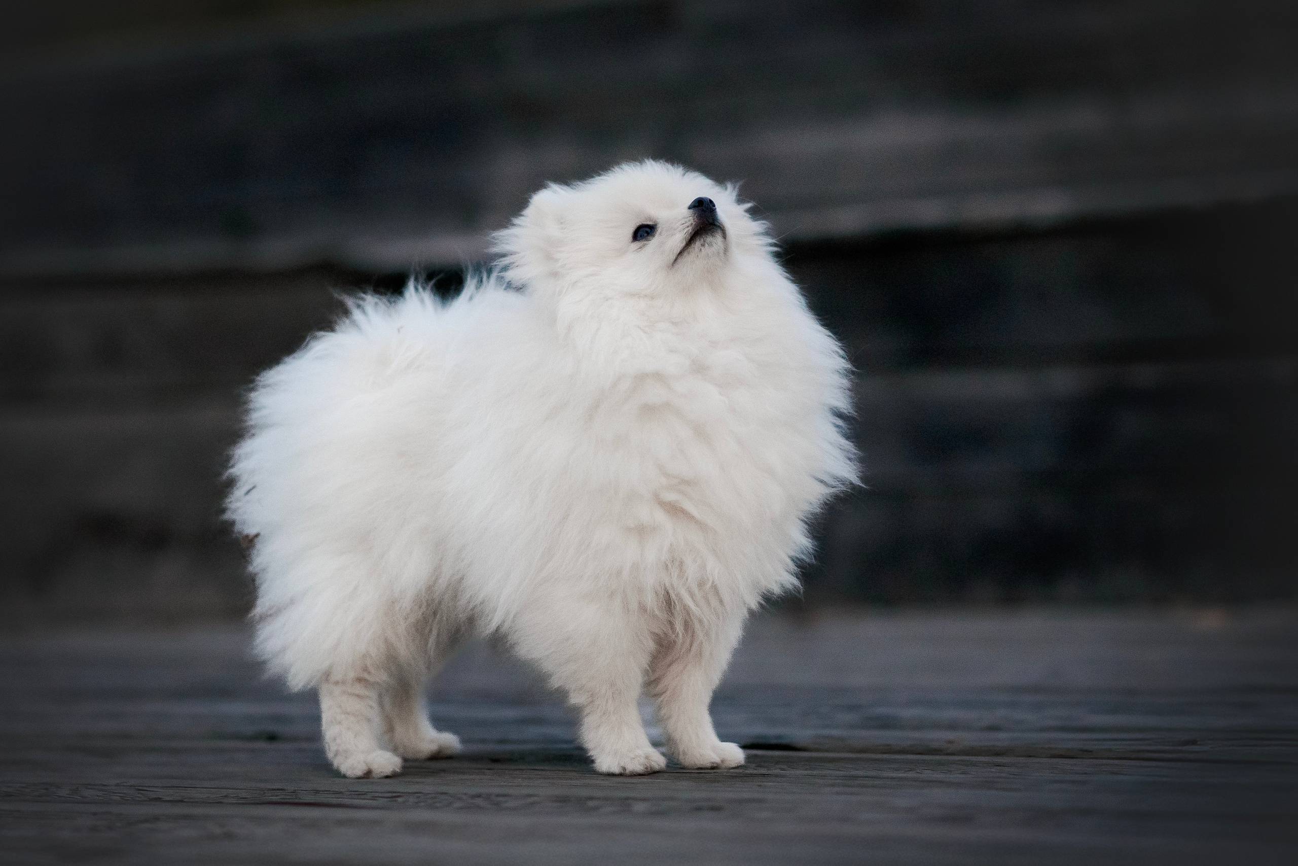 Малый немецкий шпиц — 18.09.2025. Фотограф — Анималист | Анна Абрамова