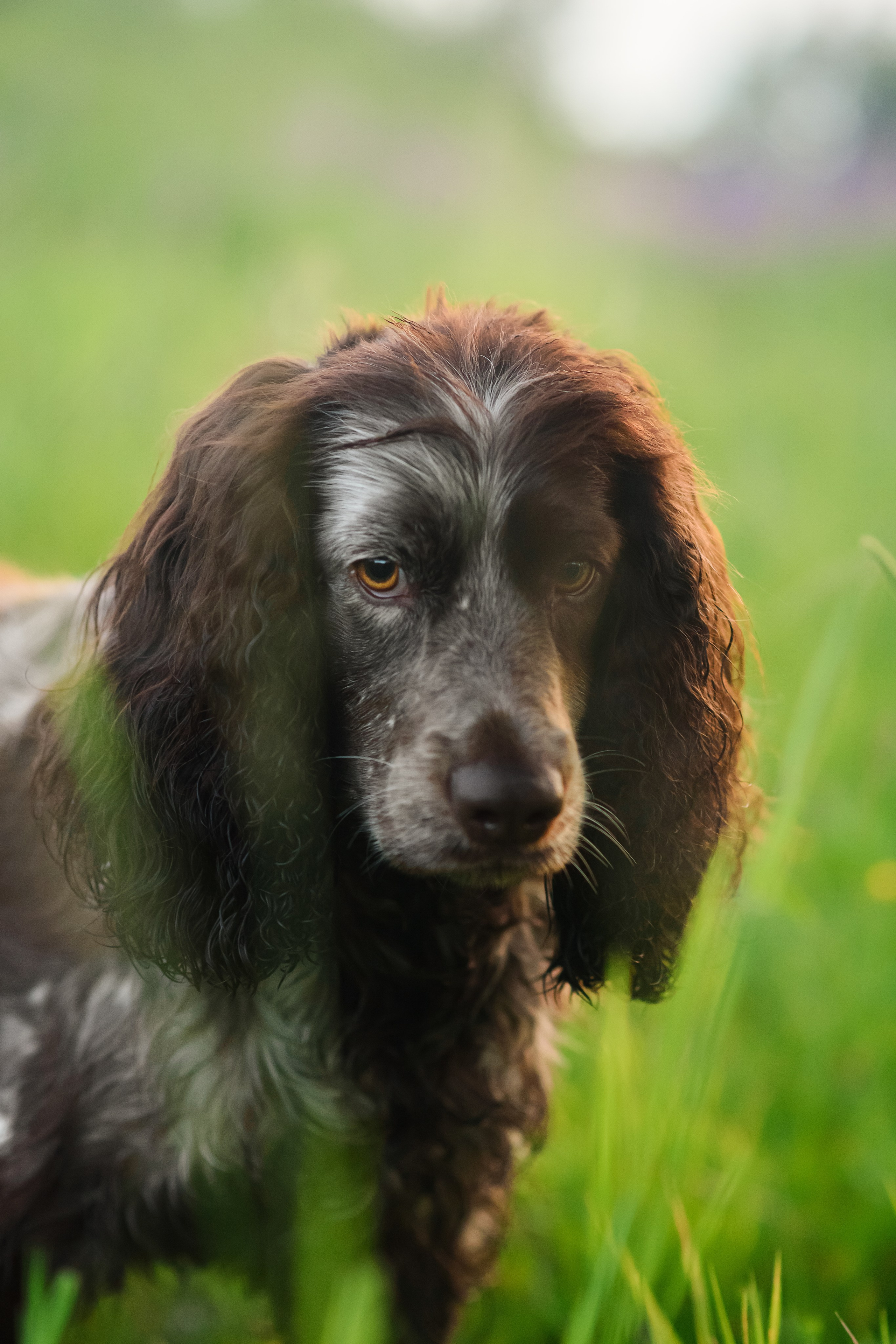 Света и Рей — 09.06.2024. Фотограф — Анималист | Анна Абрамова