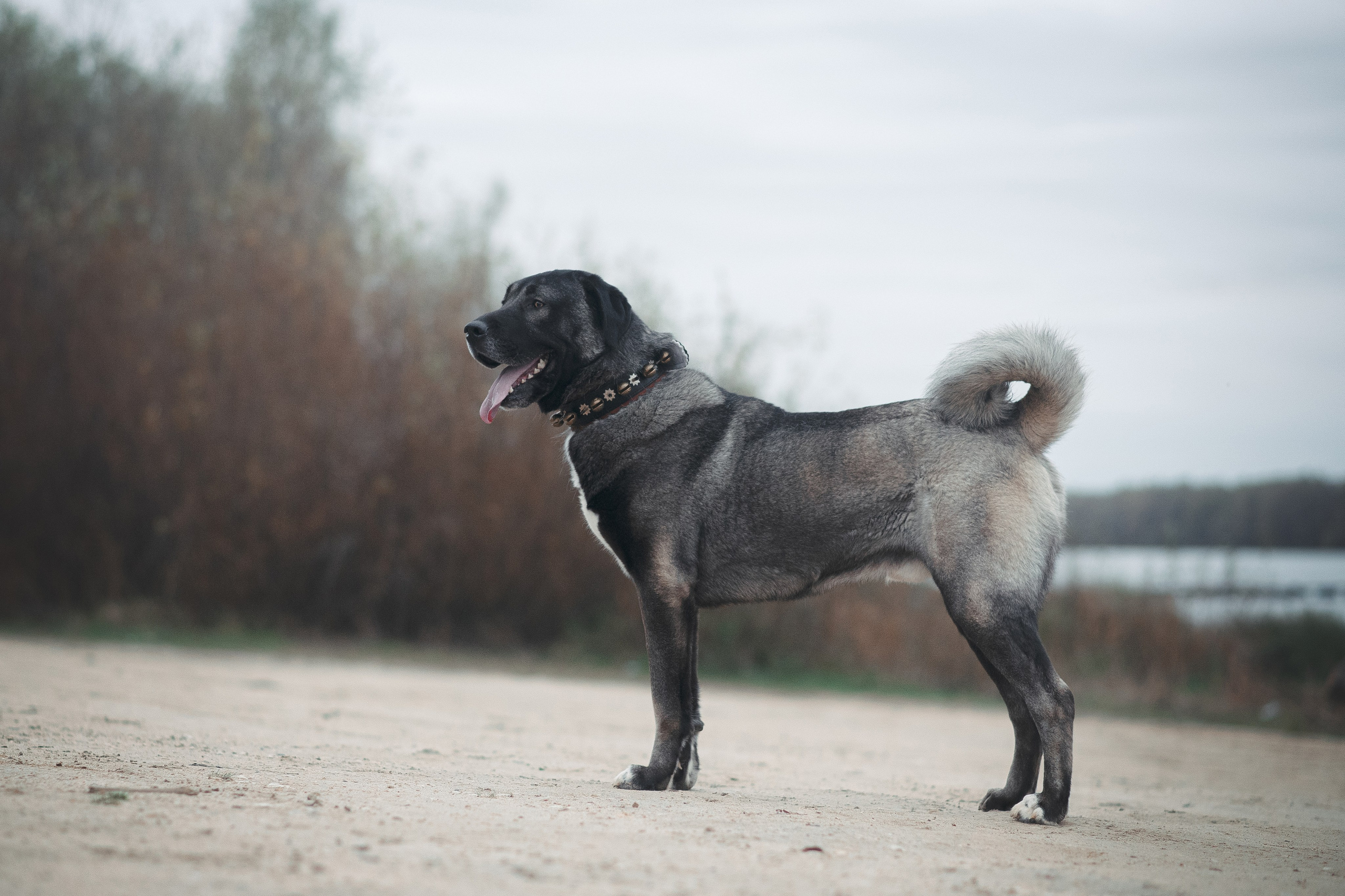 Турецкий кангал Дикили — 20.10.2024. Фотограф — Анималист | Анна Абрамова