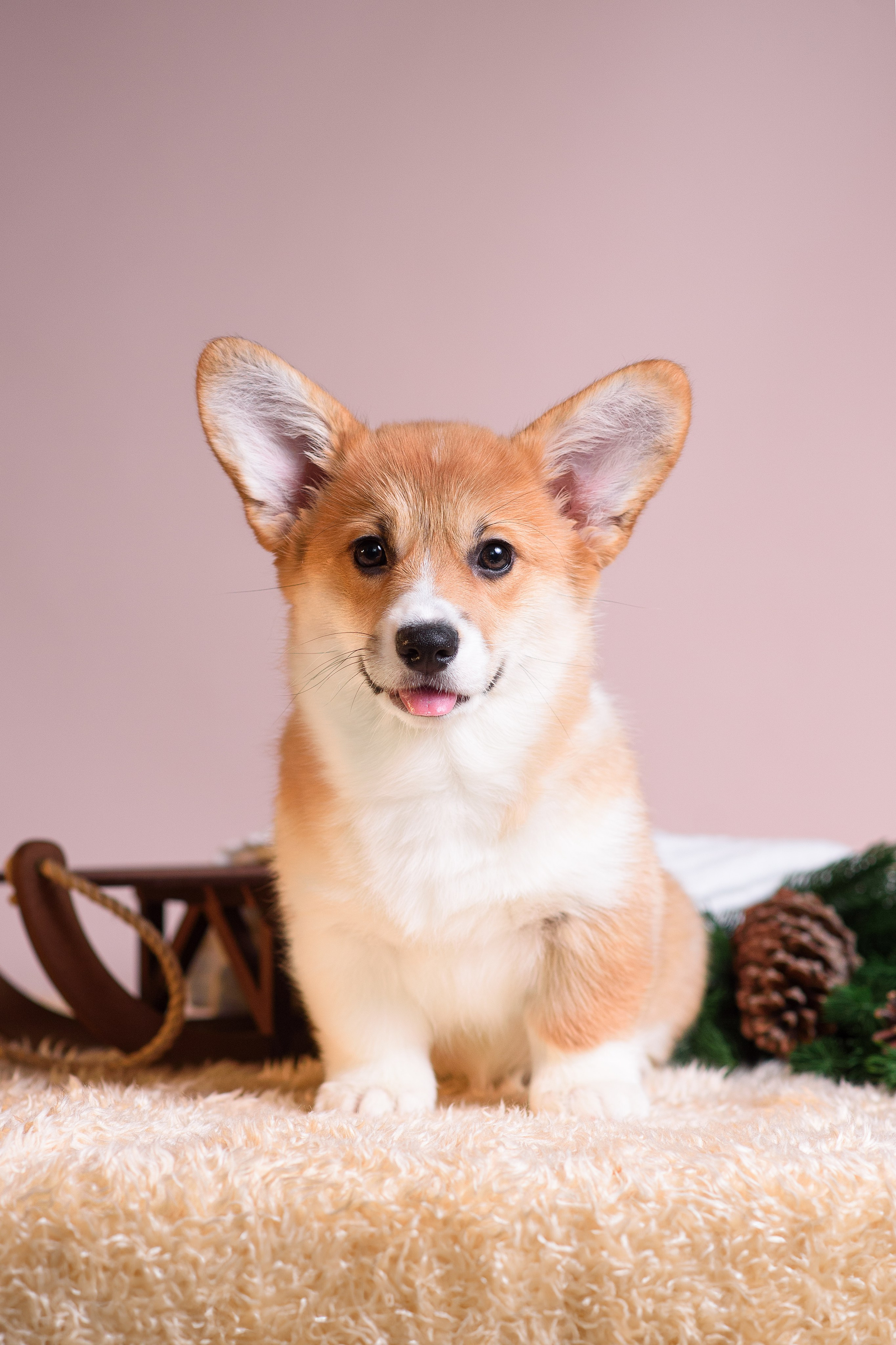 Ликер Синнабон — 11.01.2024. Фотограф — Анималист | Анна Абрамова