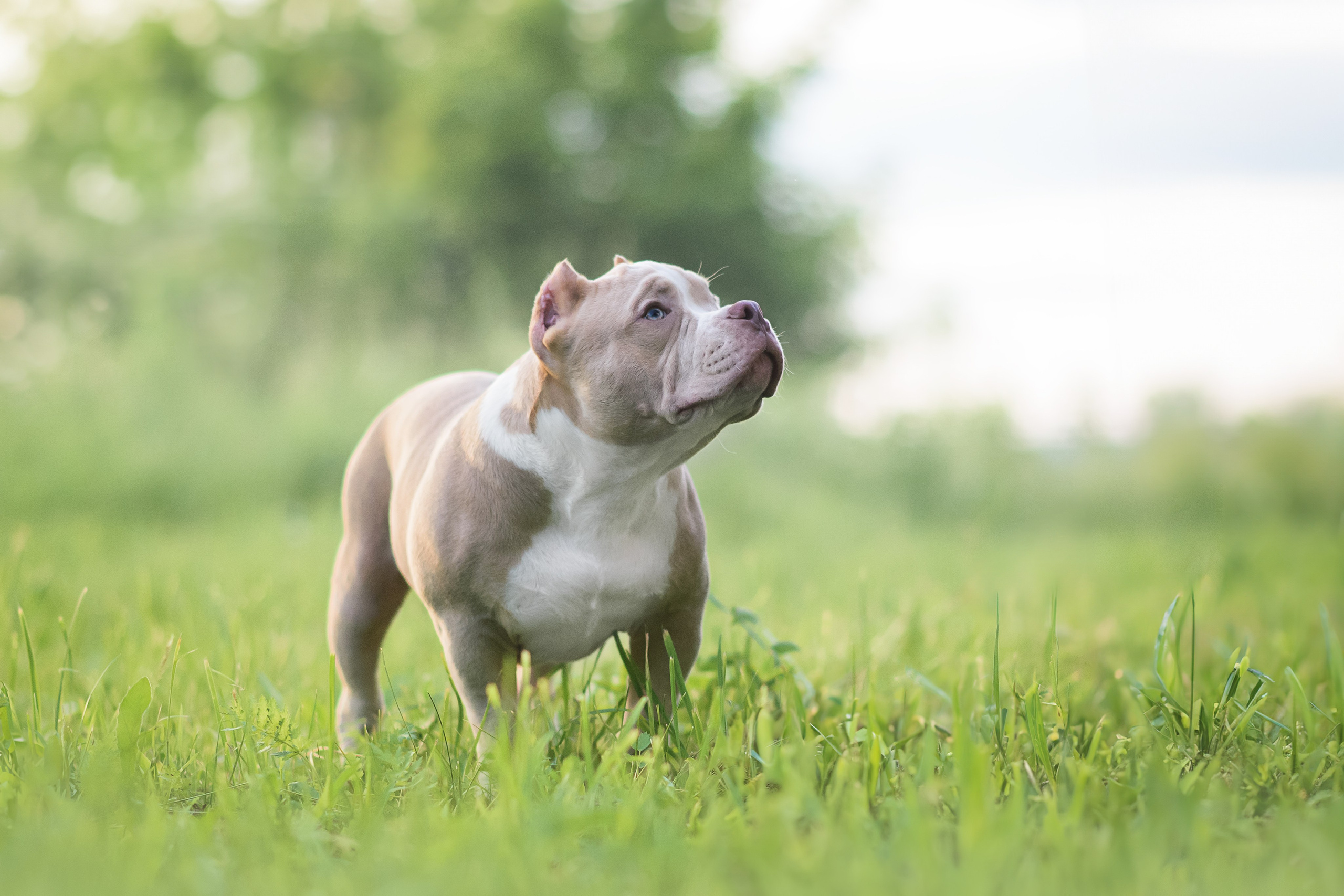 Щенки Американского Булли — 15.06.2024. Фотограф — Анималист | Анна Абрамова