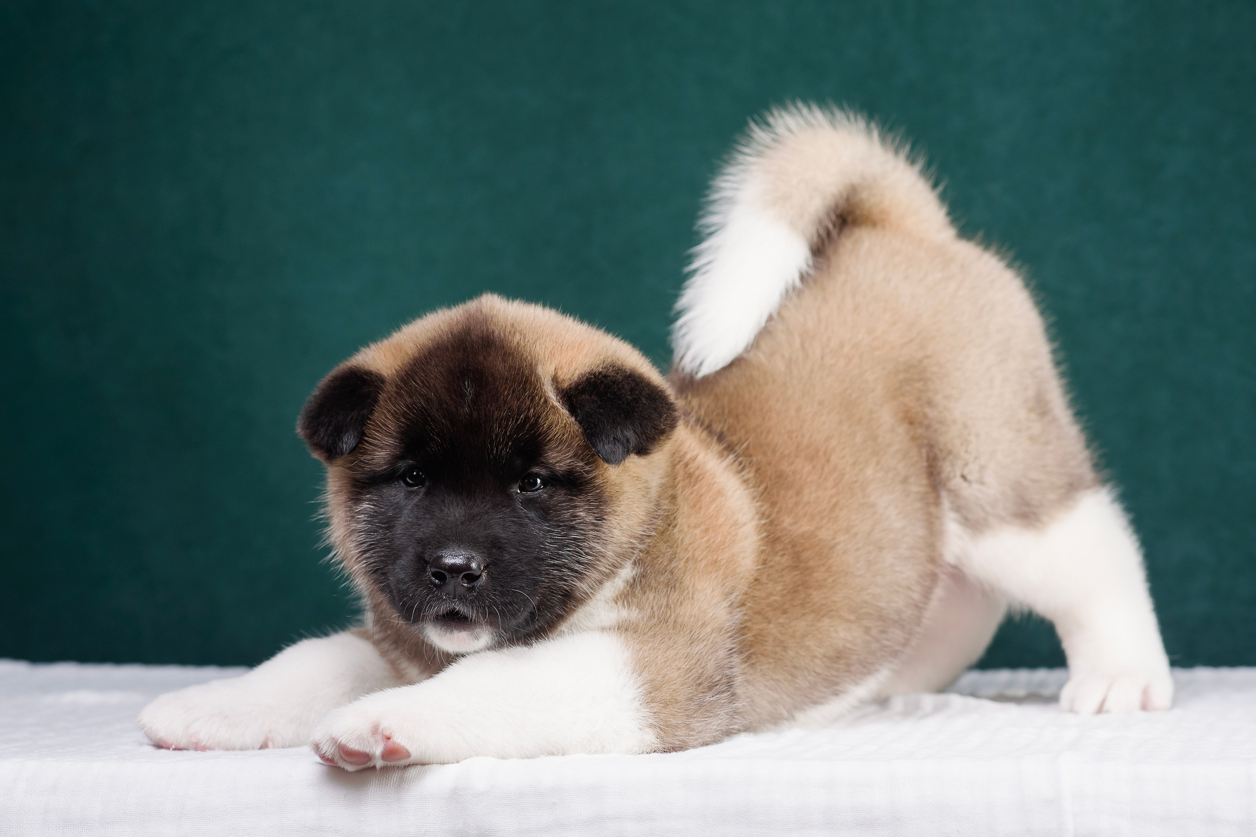 Щенки Американской Акиты. Фотограф — Анималист | Анна Абрамова