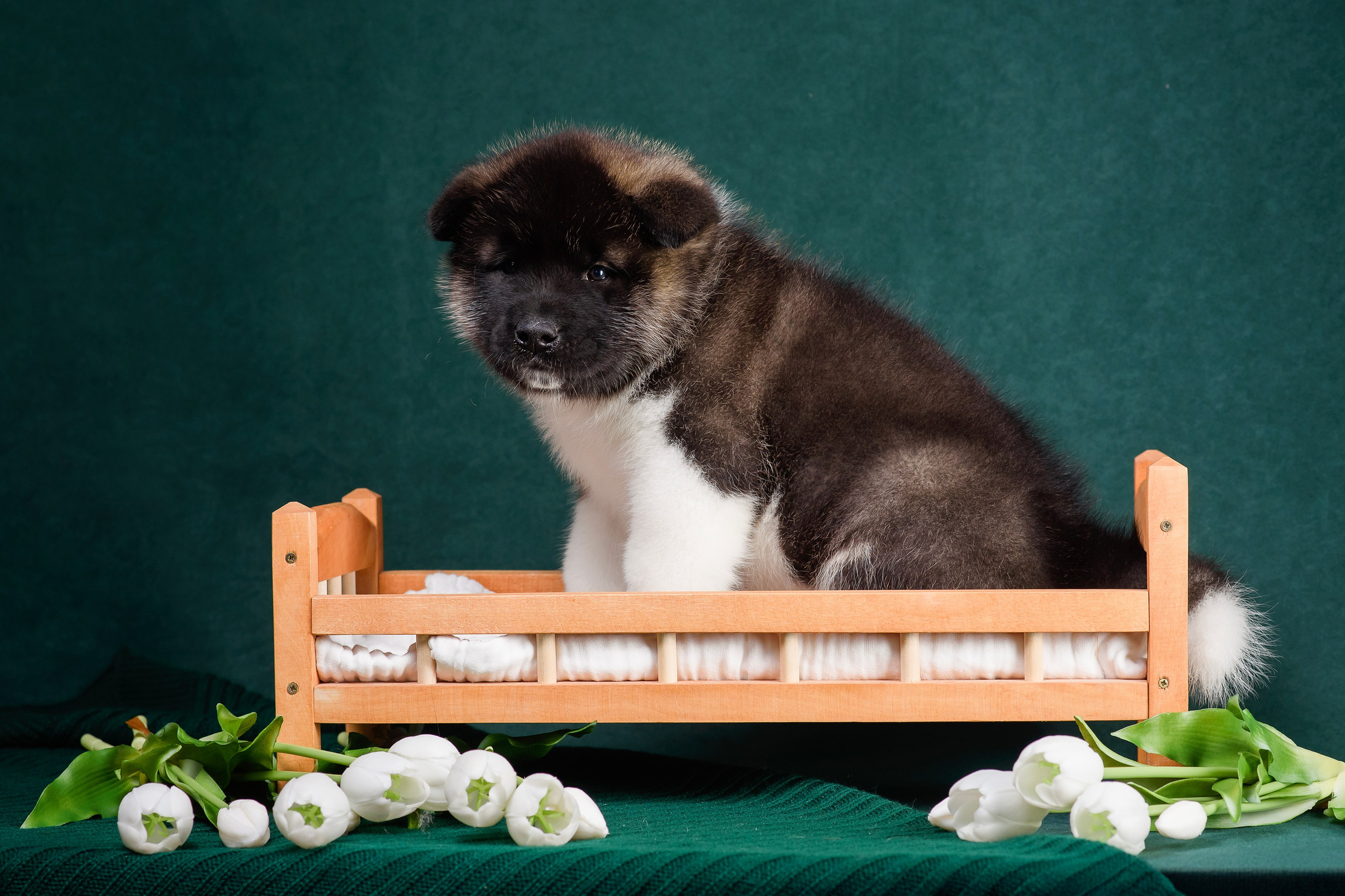 Щенки Американской Акиты. Фотограф — Анималист | Анна Абрамова