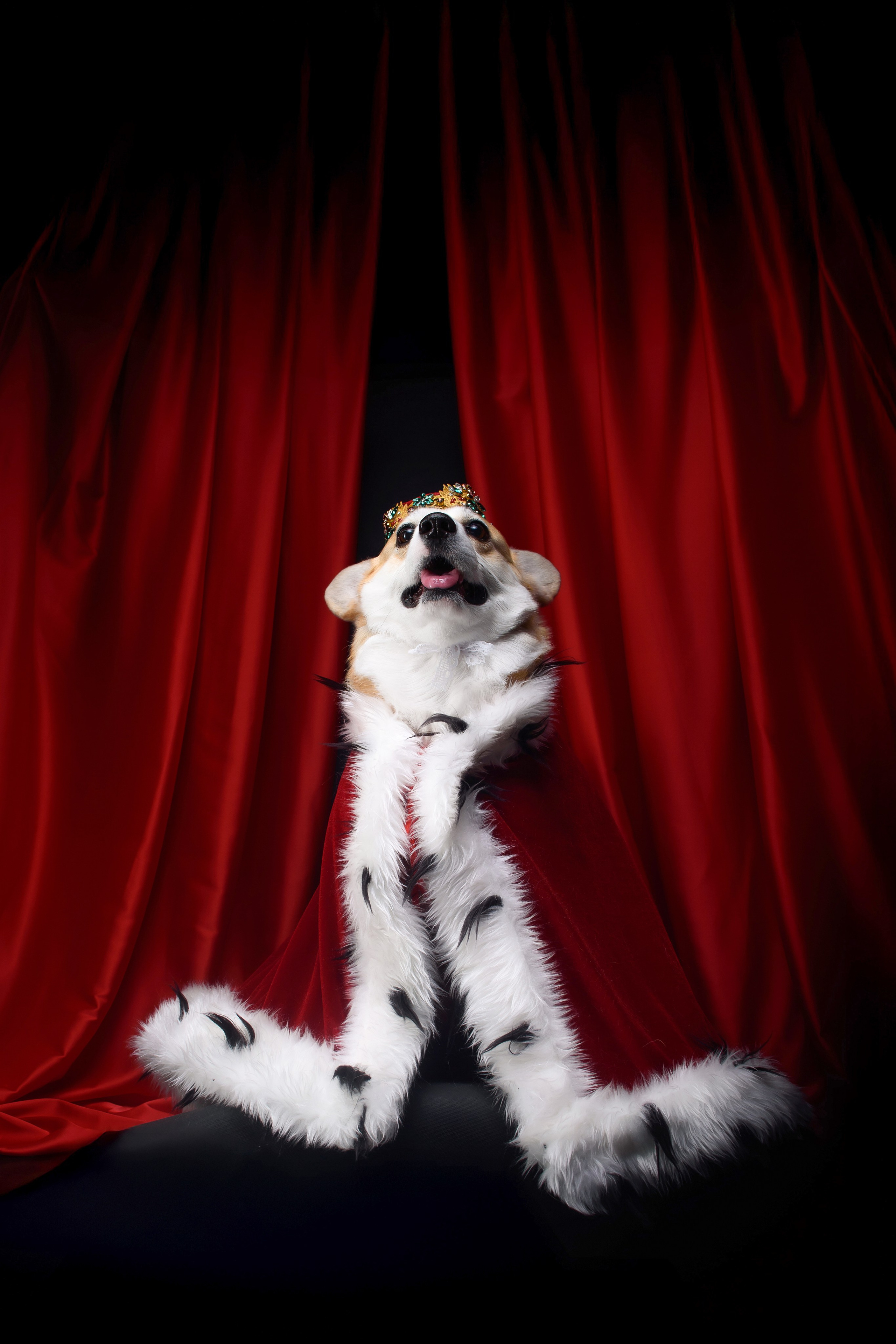 Королевская съемка — 20.05.2025. Фотограф — Анималист | Анна Абрамова