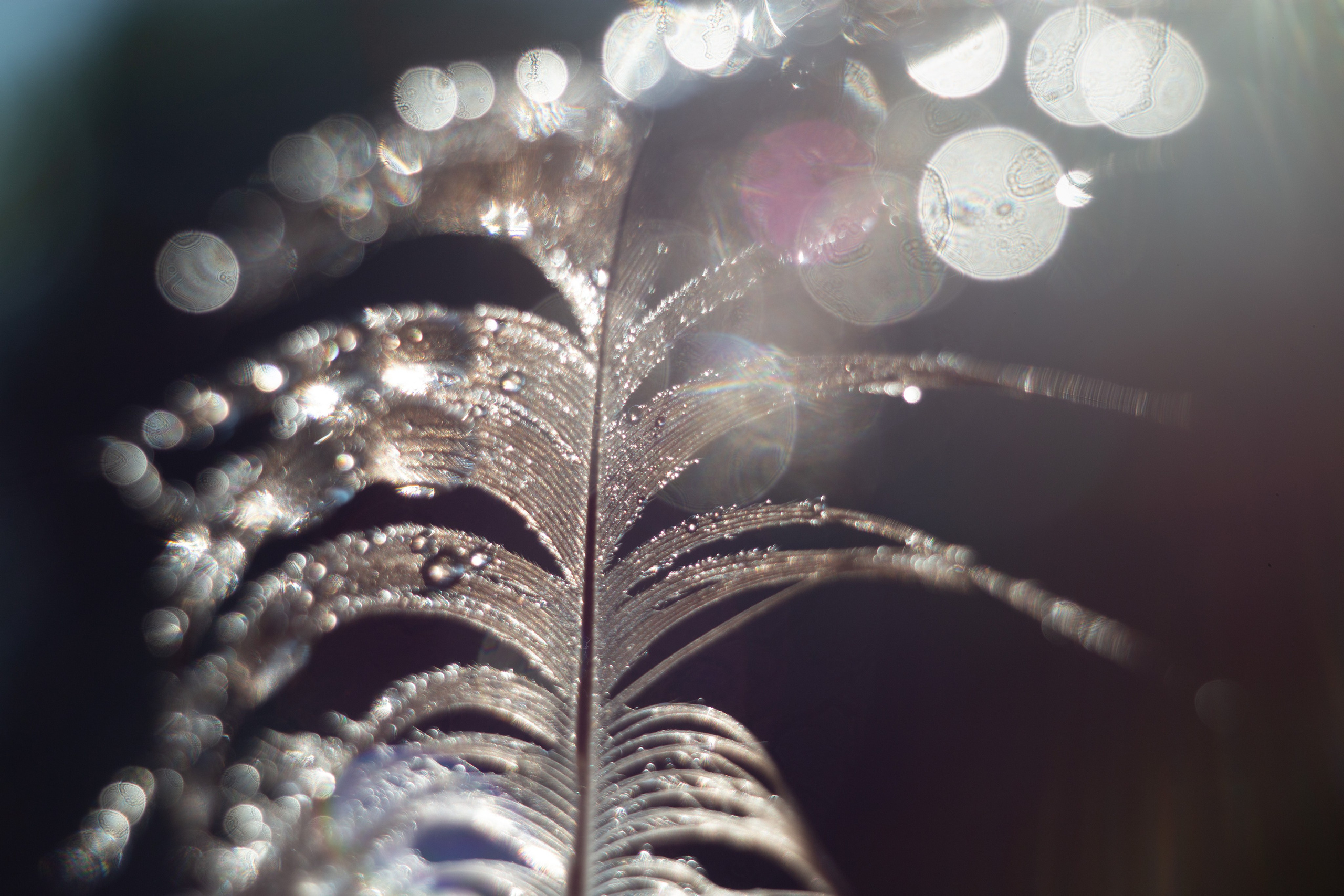 Макро. Фотограф Лагутин Анатолий