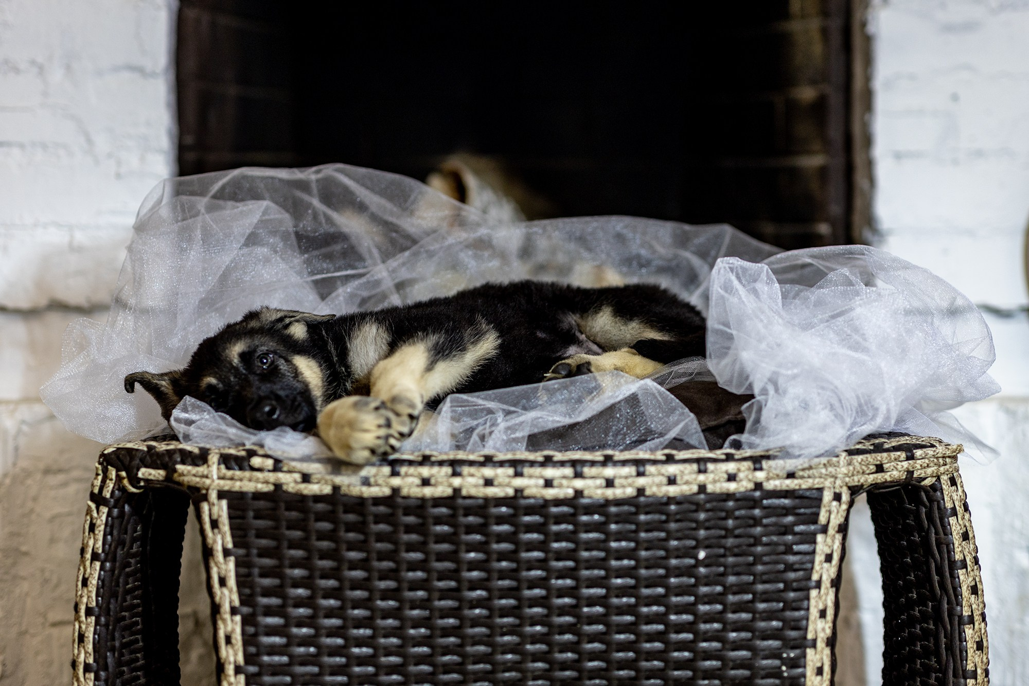 ВЕО ЩЕНКИ. Борис Артамонов фотограф — анималист. Москва