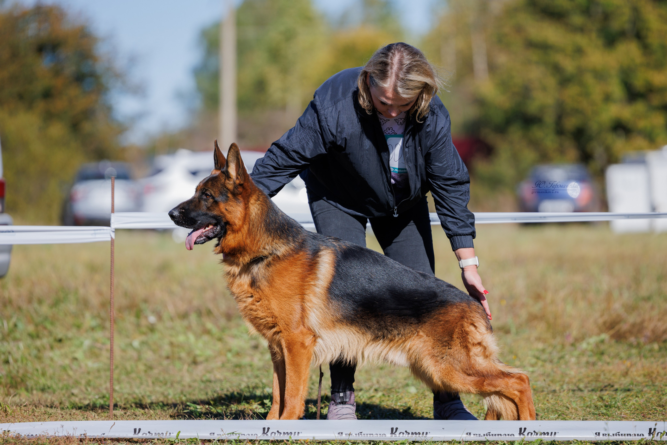 Тверь немецкие овчарки 22.09.2024. Фотограф-анималист Юлия Германика