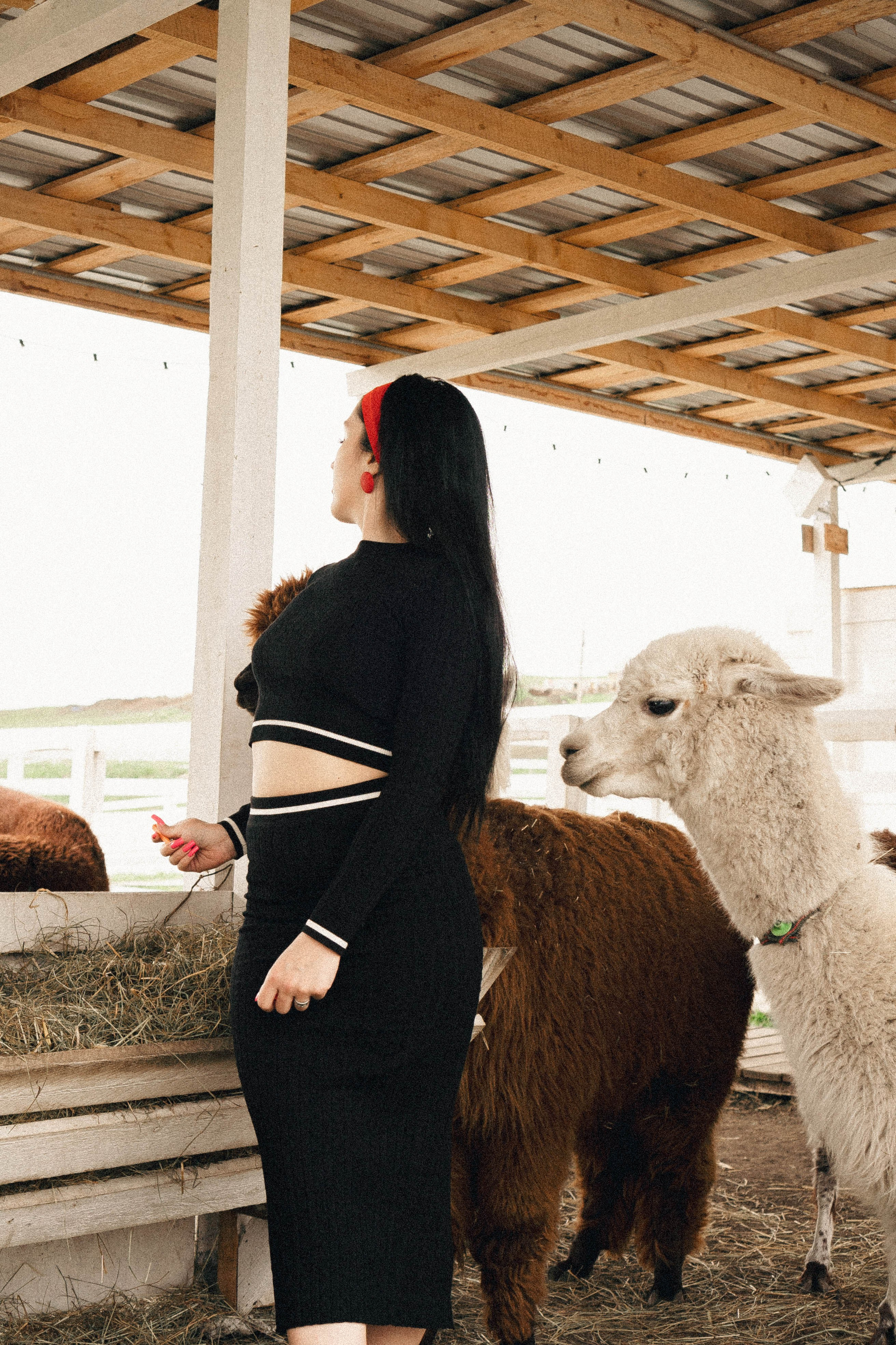 Ферма Альпак. Профессиональный фотограф, Санкт-Петербург — Виктория Богомолова