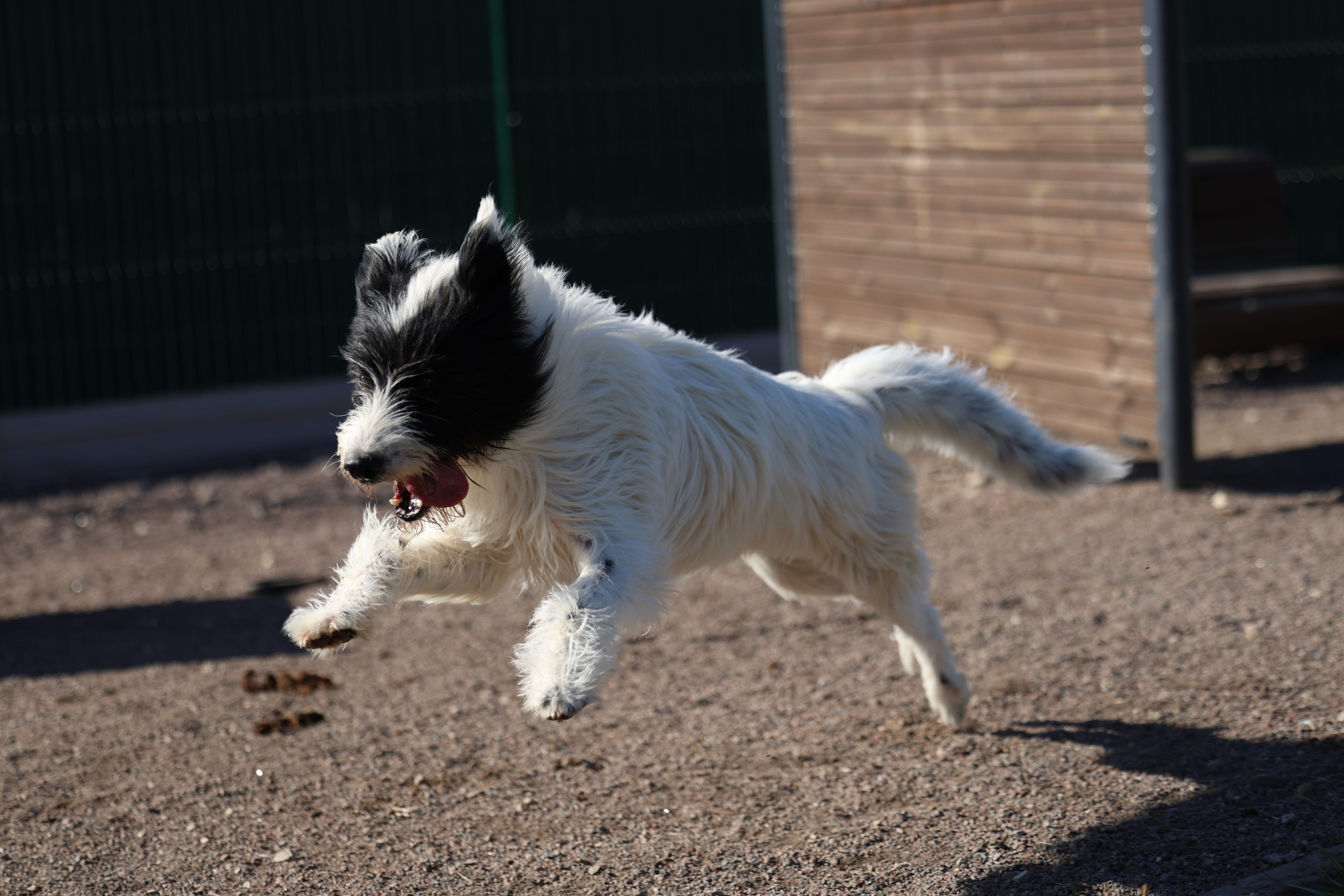 Приют. Виктория Михайловская. Фотограф-анималист. Москва
