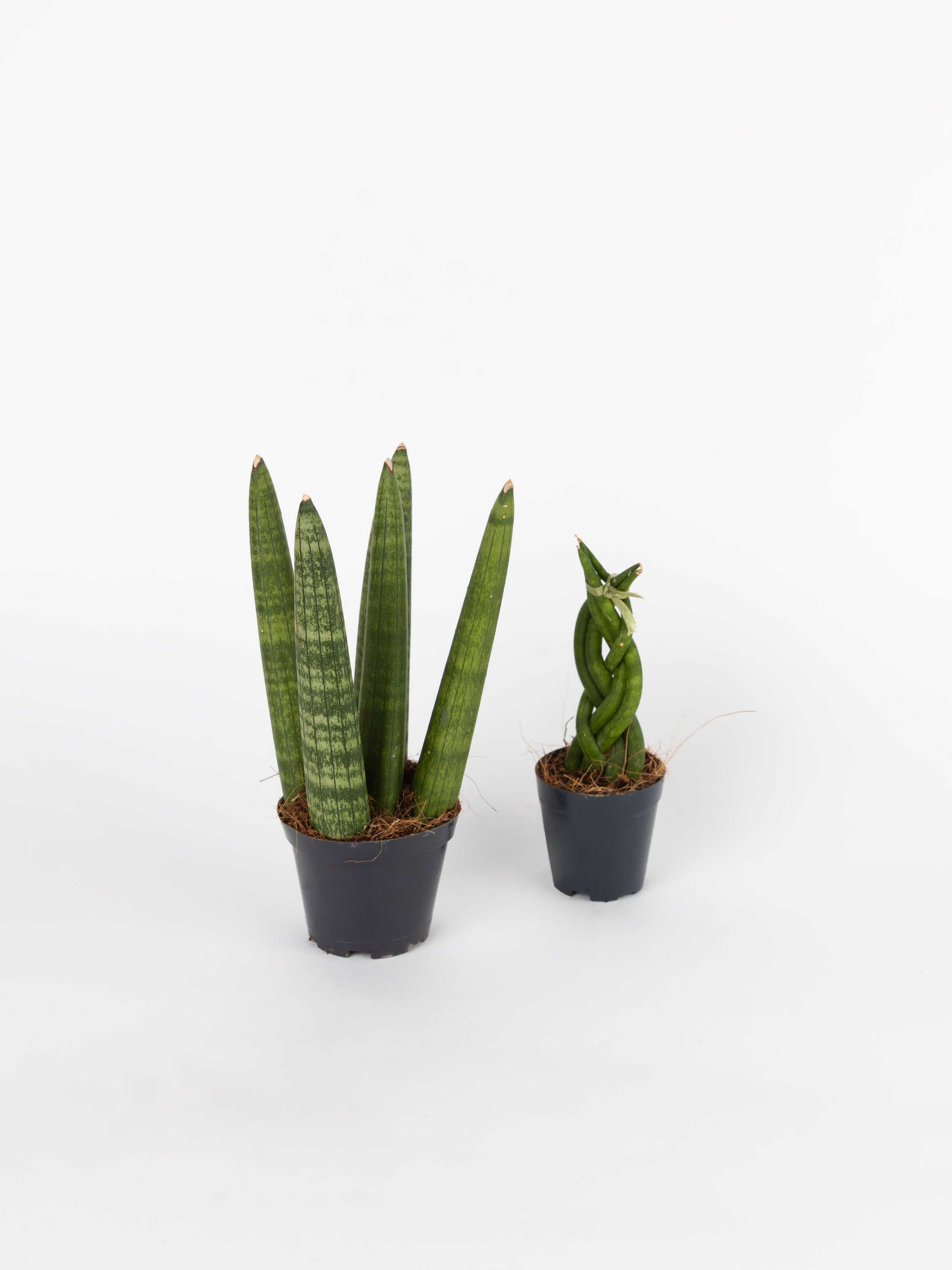 ЦВЕТЫ. ФОТОГРАФ ВИНОГРАДОВА ДАРЬЯ