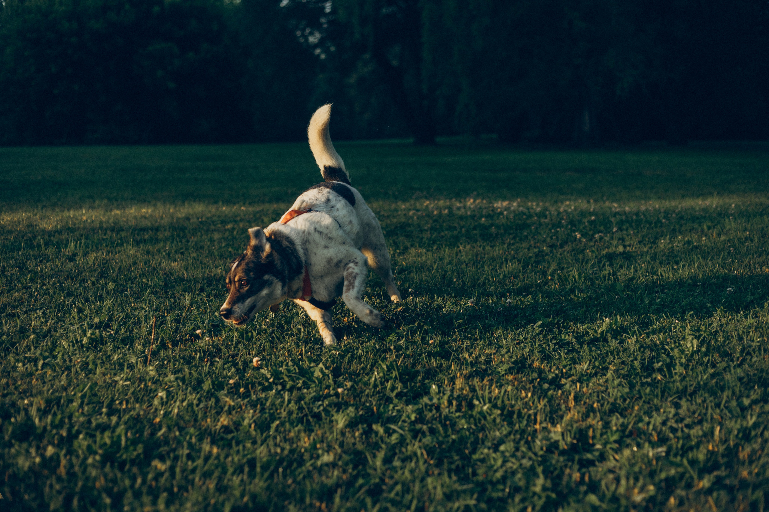 Варя и Зося. Татьяна Афонина | Фотограф