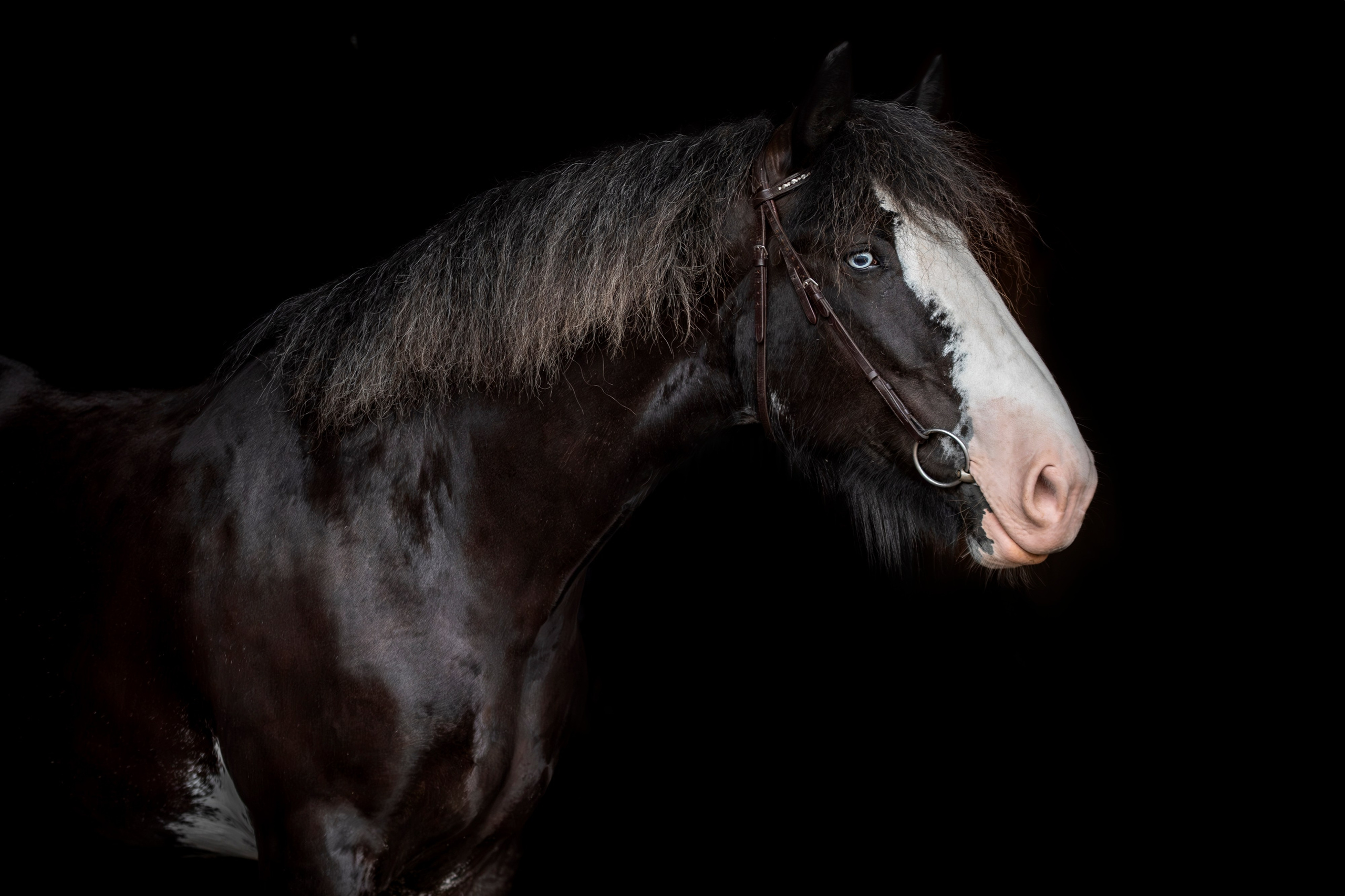 Лошади на свободе, съемка лошадей, экстерьерная съемка, фотосессия