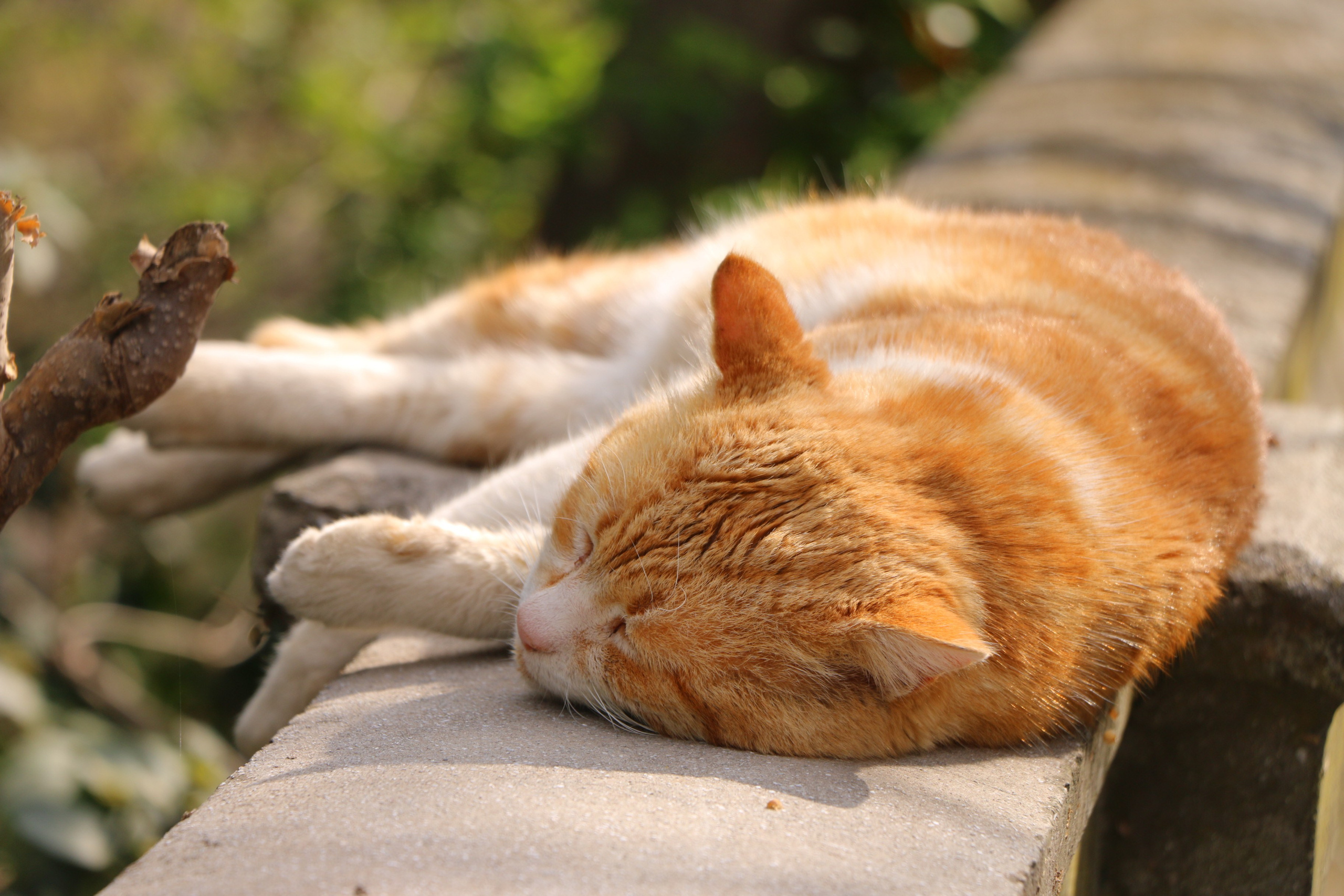 Животные. Семейный и детский фотограф в Ялте Ольга Солерина