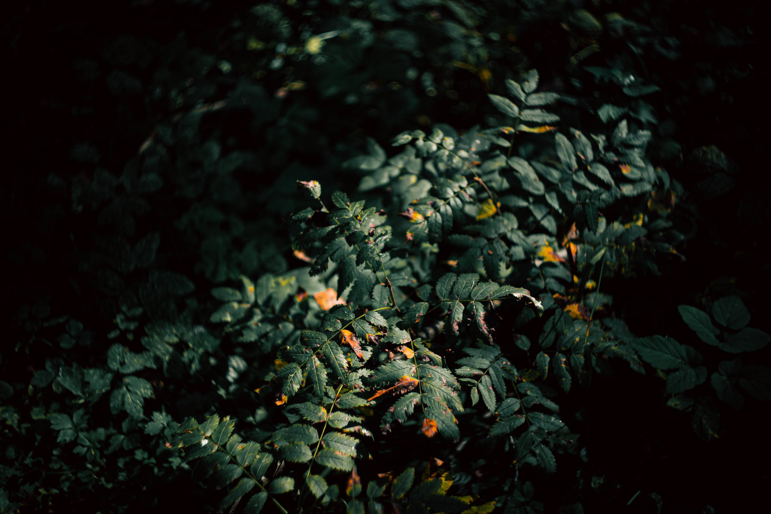 Сентябрь 2024. Efremovaphoto.ru