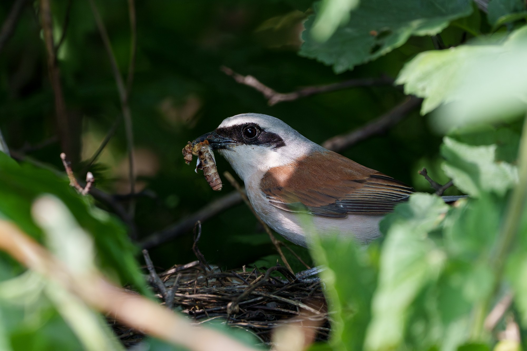 Удивительные мир птиц. Вокруг нас столько прекрасного — присмотритесь!. Ваш личный фотограф Марина Волкова