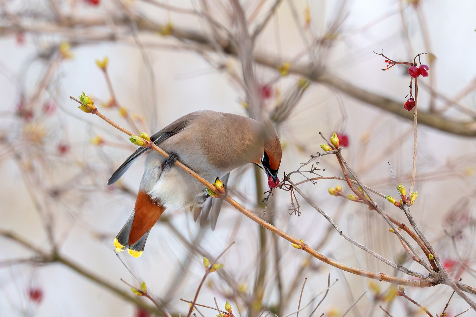 Удивительные мир птиц. Вокруг нас столько прекрасного — присмотритесь!. Ваш личный фотограф Марина Волкова