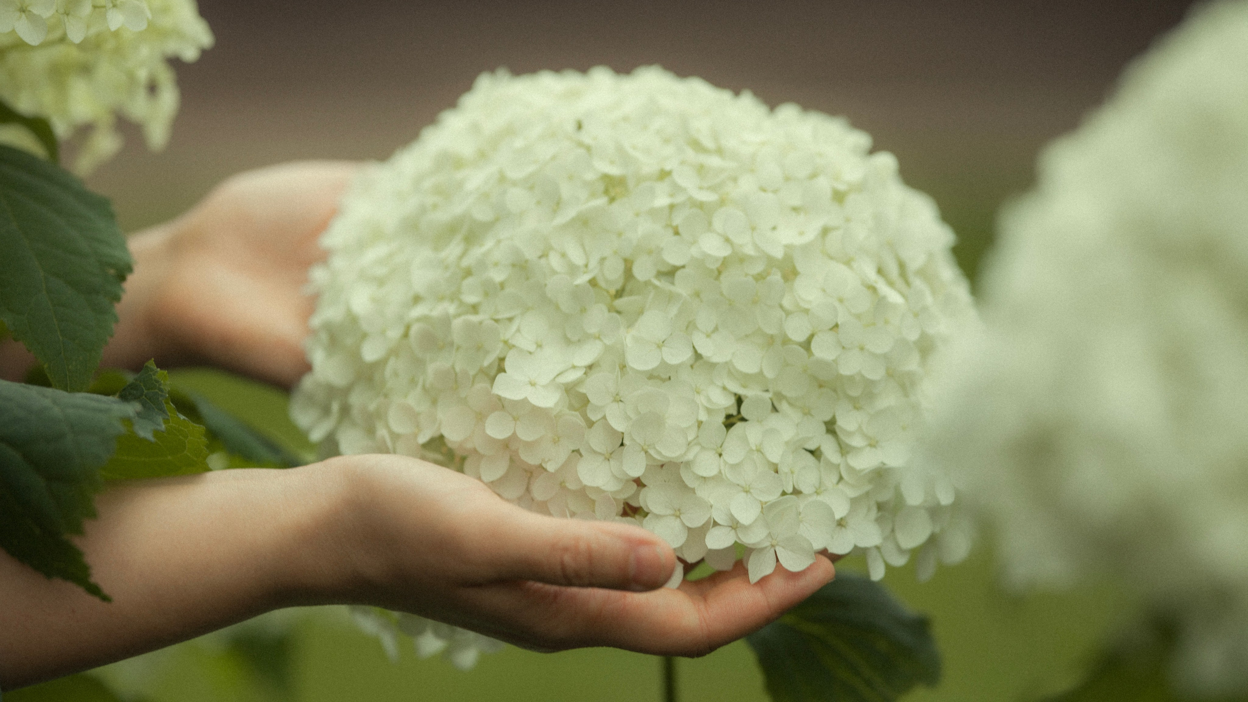 «Гортензия». Фотограф и Видеограф Артур Гимаев