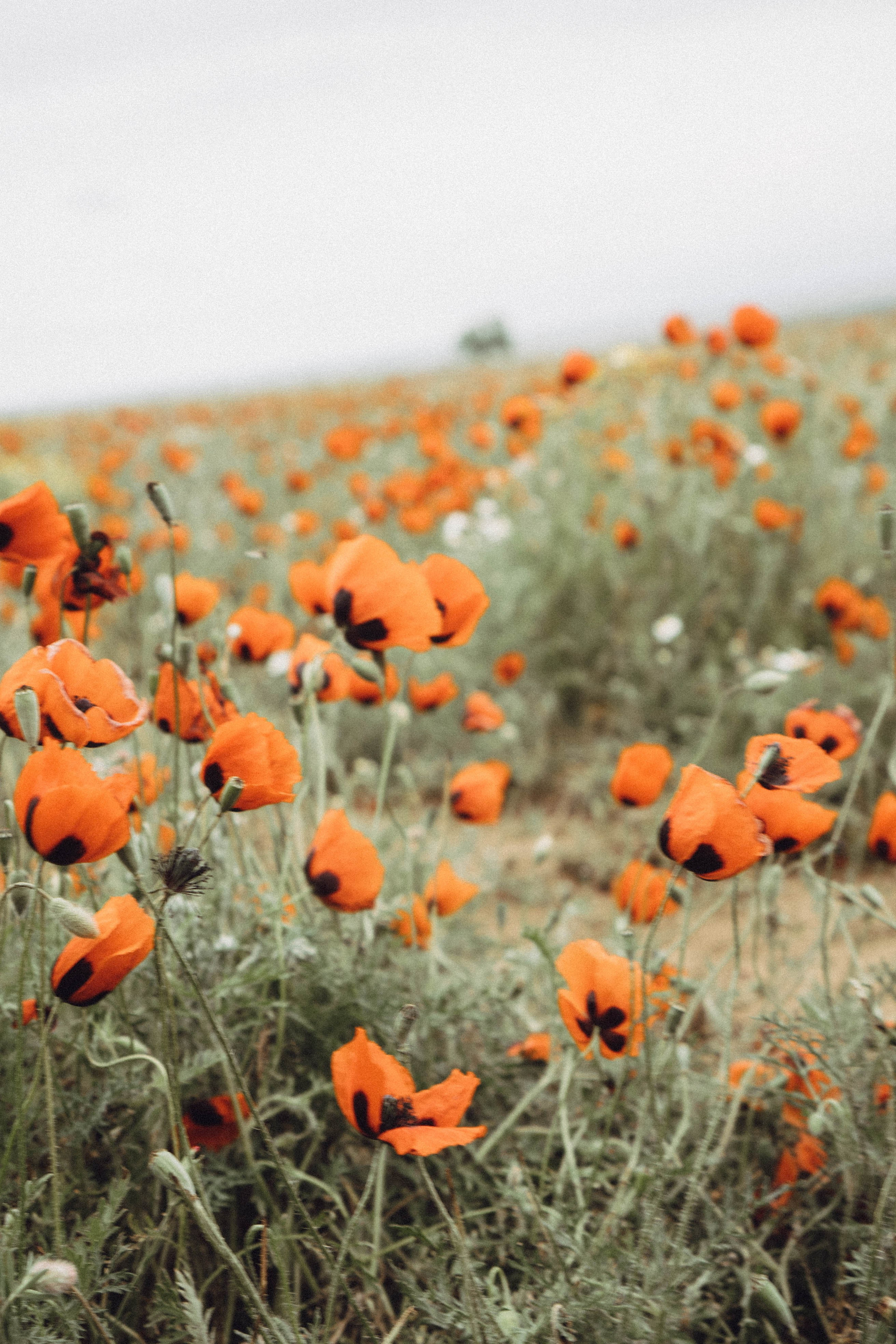 Кавказ. Профессиональный фотограф, Санкт-Петербург — Виктория Богомолова