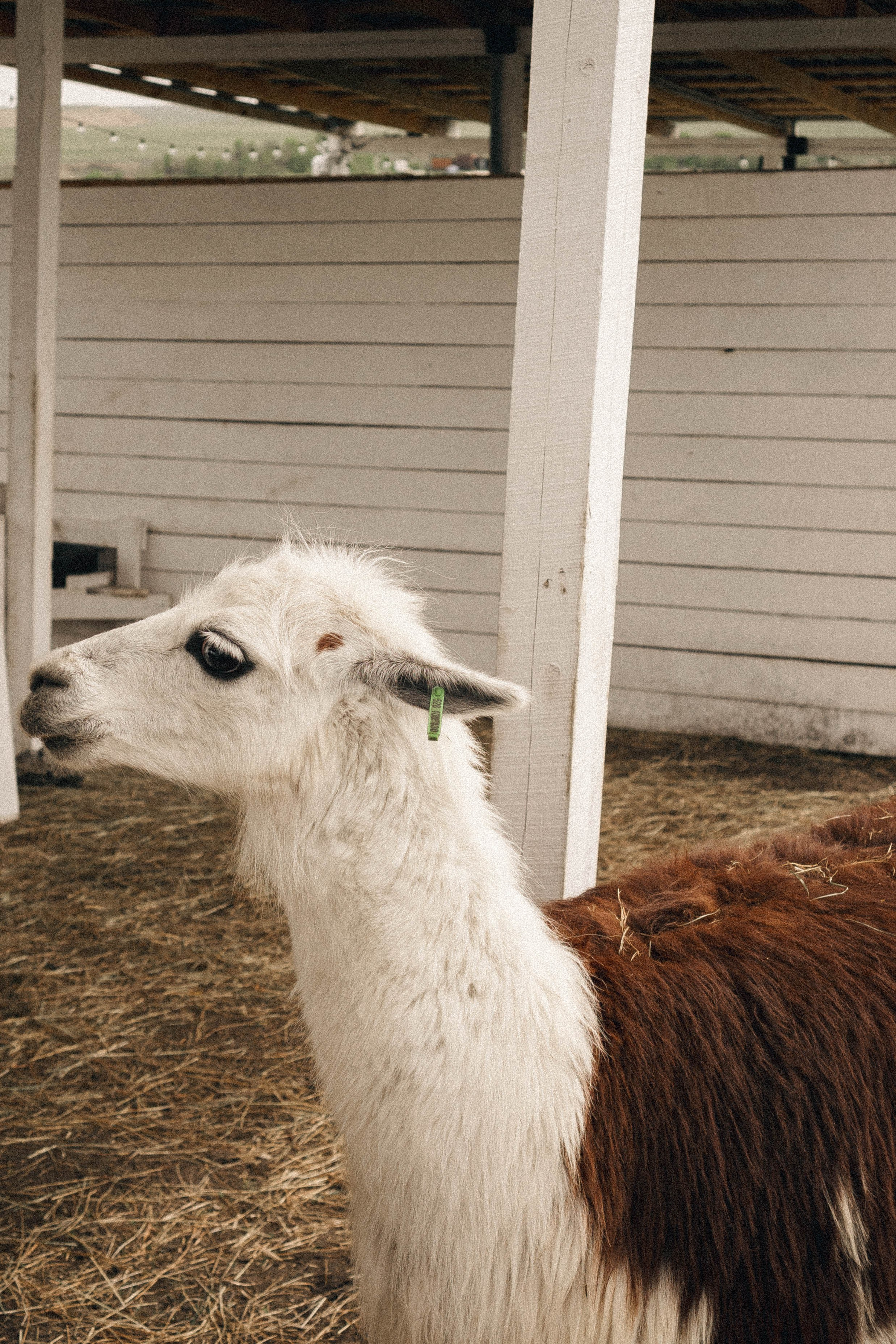 Ферма Альпак. Профессиональный фотограф, Санкт-Петербург — Виктория Богомолова
