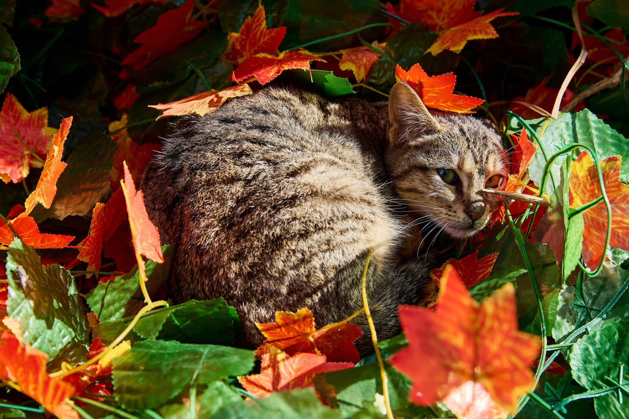 Кушадасы. Фото департамент круизного лайнера Астория Гранде