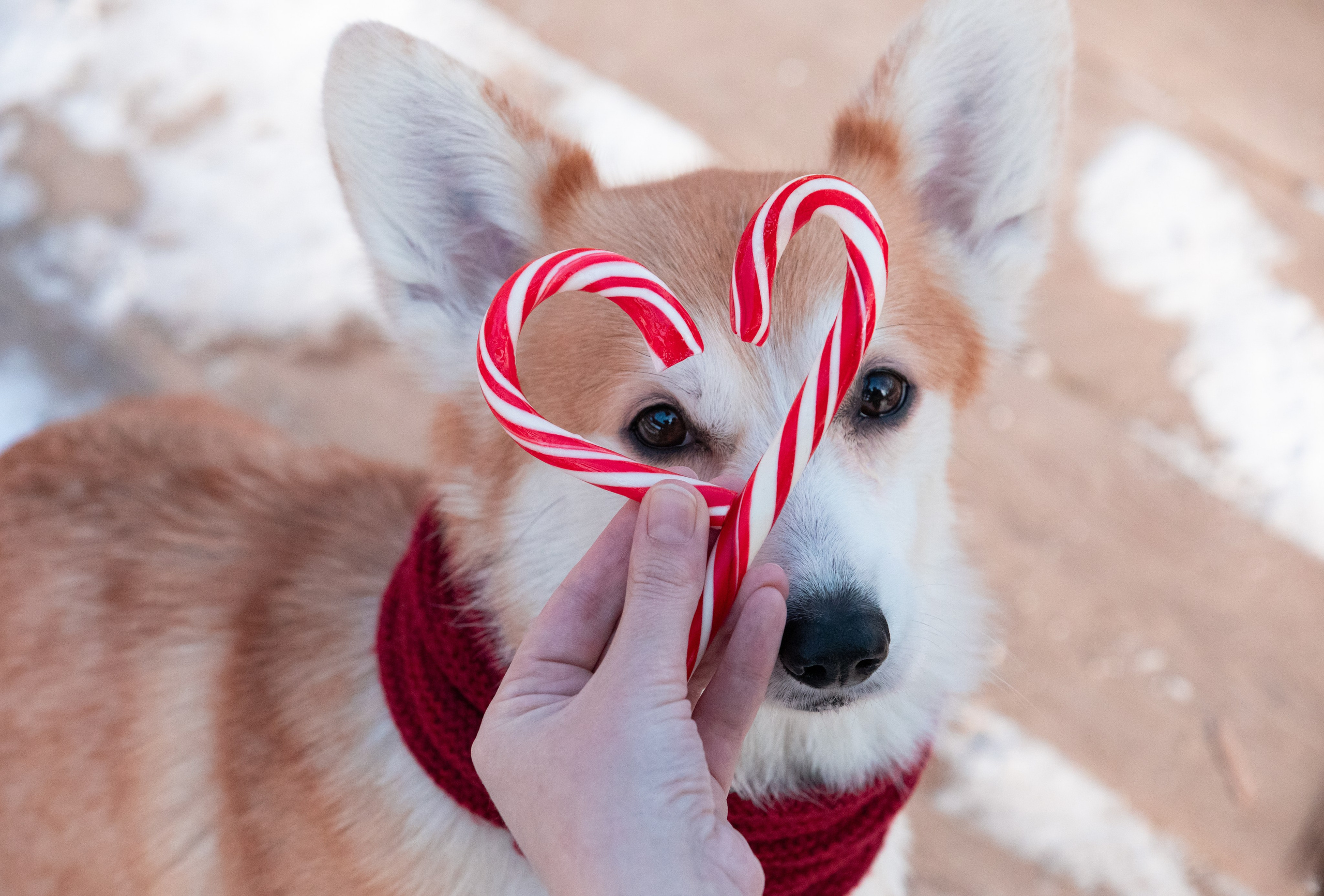 Даша и Дживс. Фотограф-анималист Смирнова Клеопатра|Москва