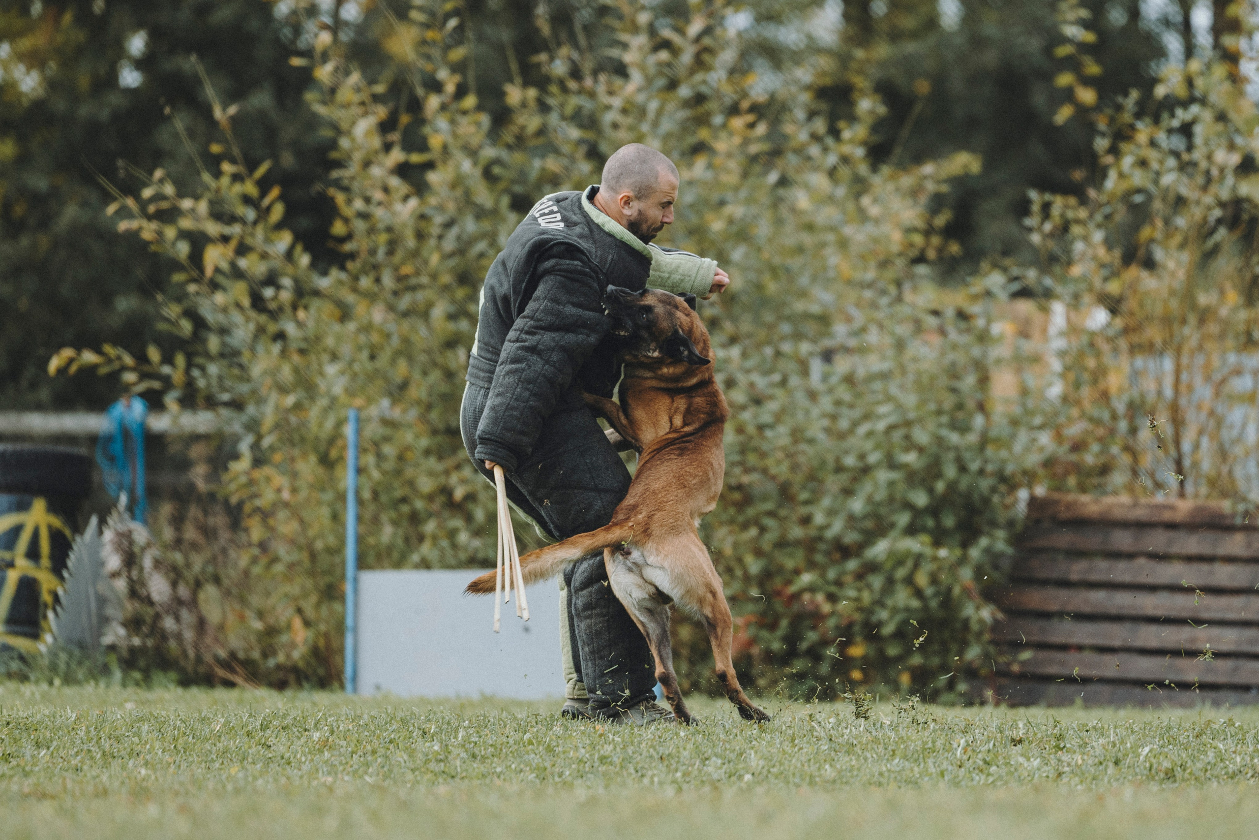 Испытания по мондьорингу г. Пушкин 29.09.2024. Фотограф-анималист Анна Маринич