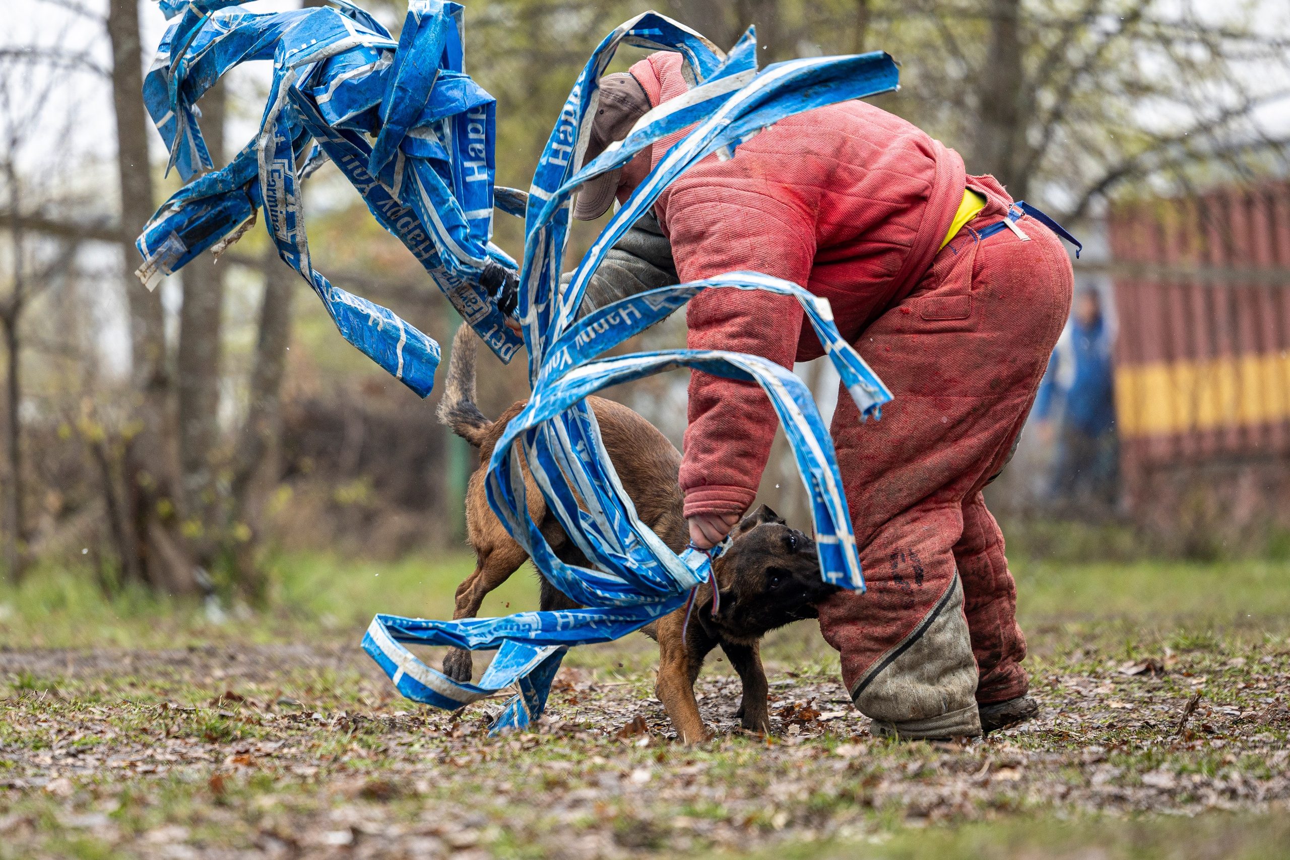 Квалификационные состязания по мондьорингу г. Вологда 11.05.24. Фотограф-анималист Анна Маринич