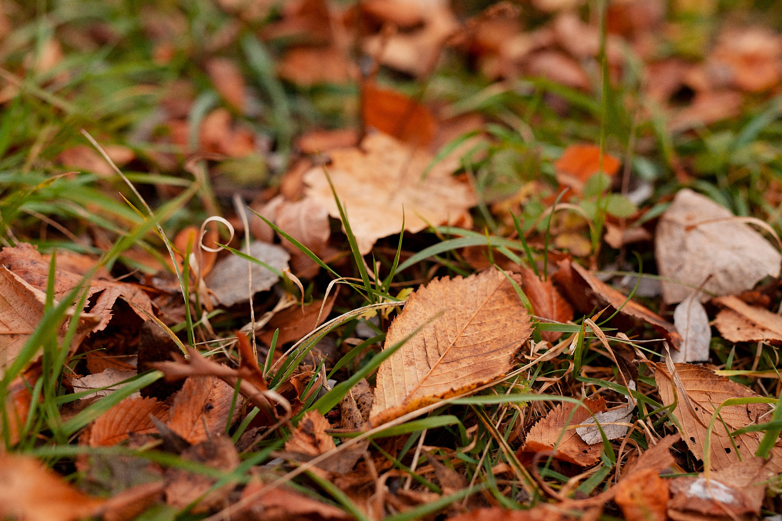 Природа. Команда фотографов Кристины Ивановой