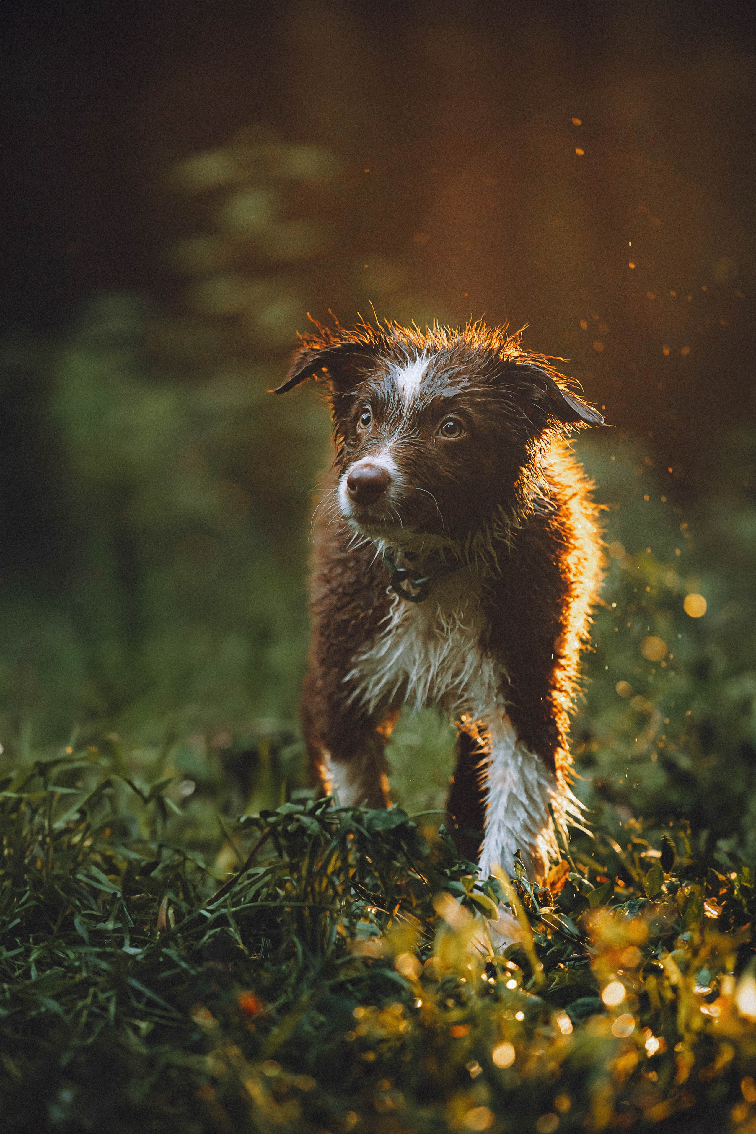 Лена, Принц и Фенек