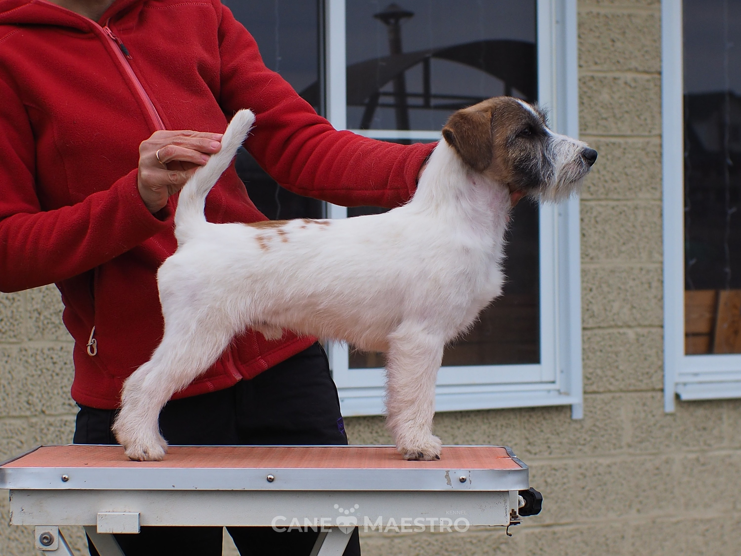 Щенок кобель ДРТ. КАНЕ МАЭСТРО — питомник Джек рассел терьеров
