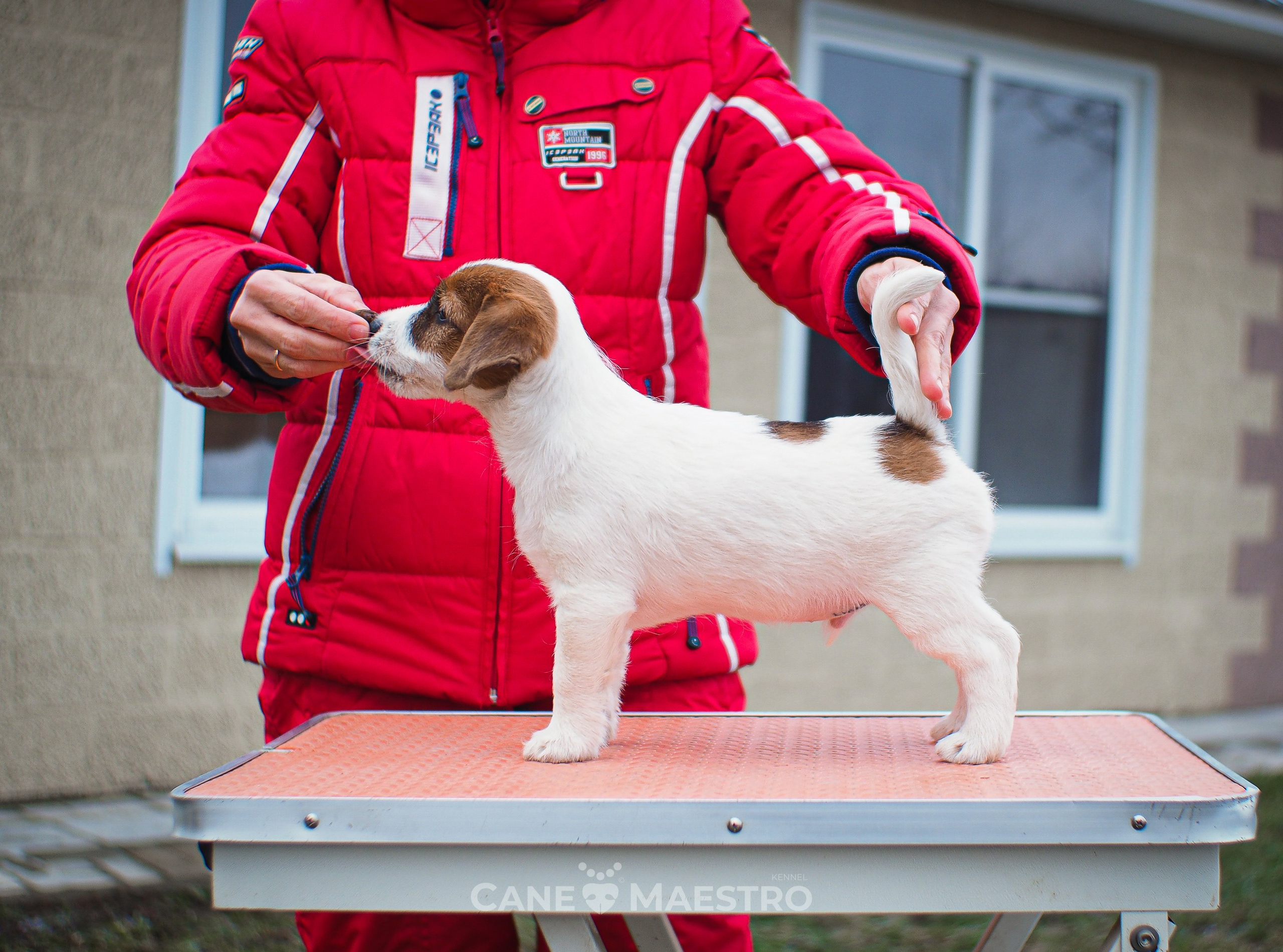 3КОБЛ_СНЕГОВИК. CANE MAESTRO — kennel Jack Russell Terrier