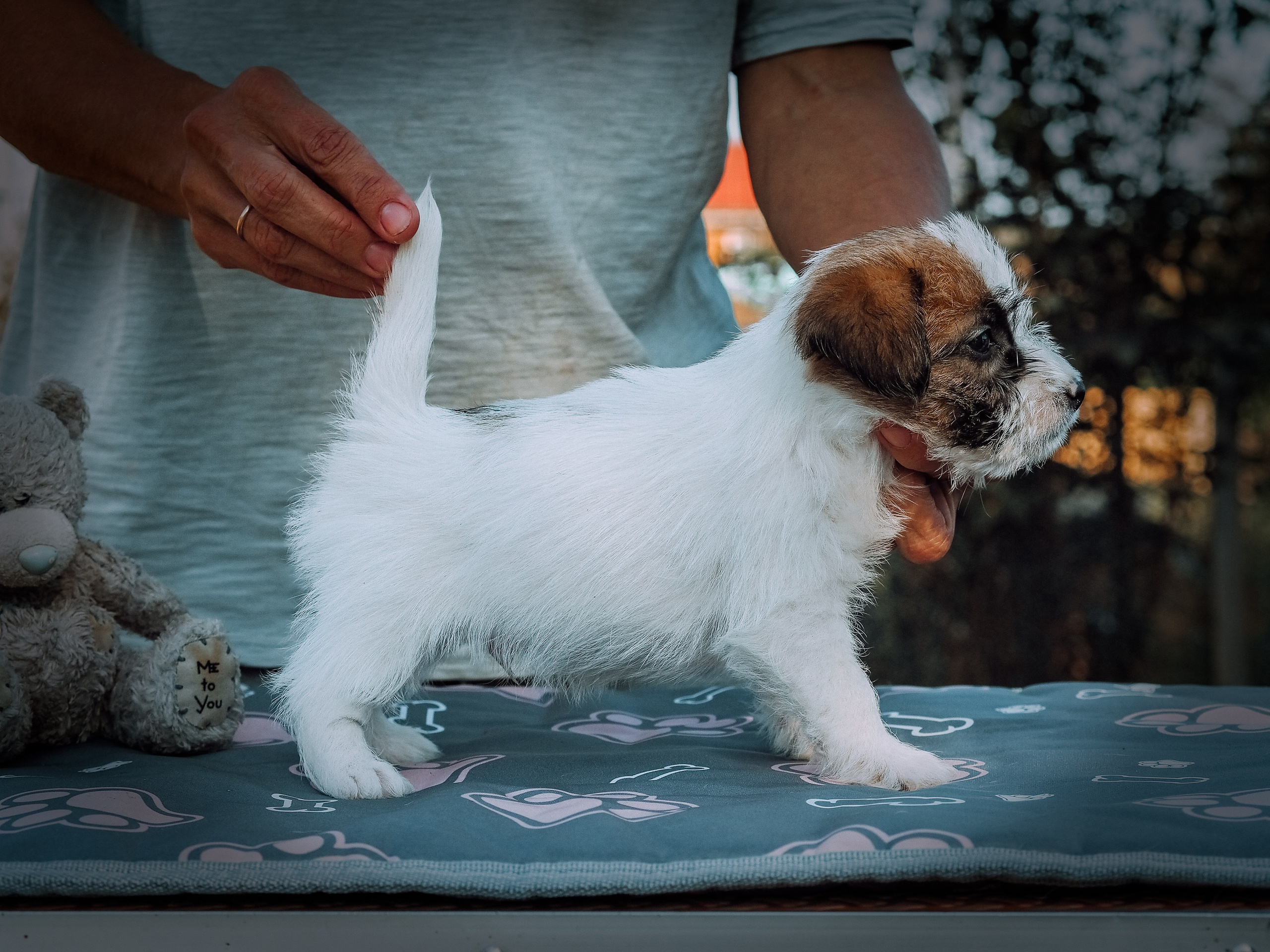 Щенок кобель ДРТ. КАНЕ МАЭСТРО — питомник Джек рассел терьеров