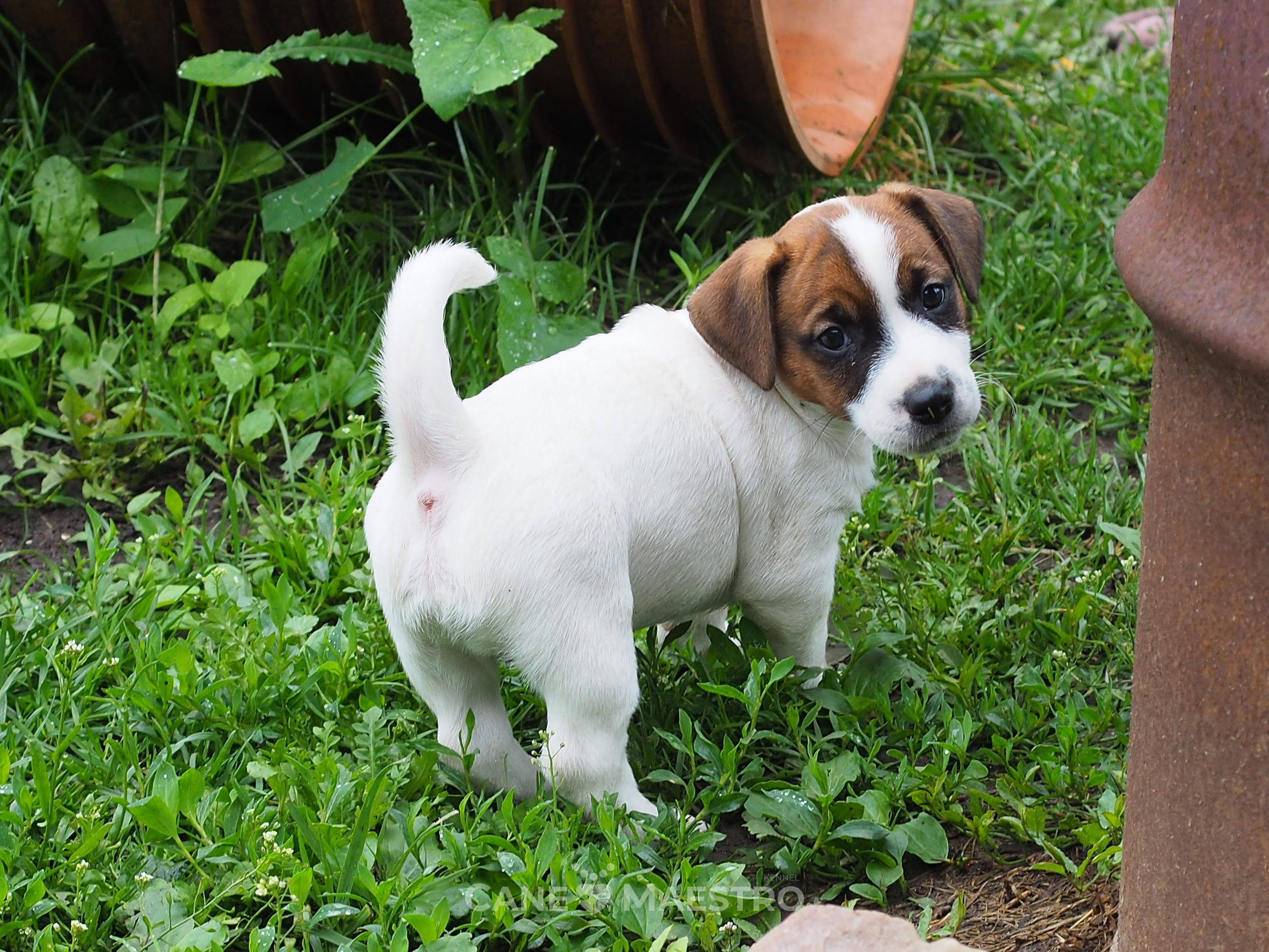 Ш_MALE_1_SHAMPAN. CANE MAESTRO — kennel Jack Russell Terrier