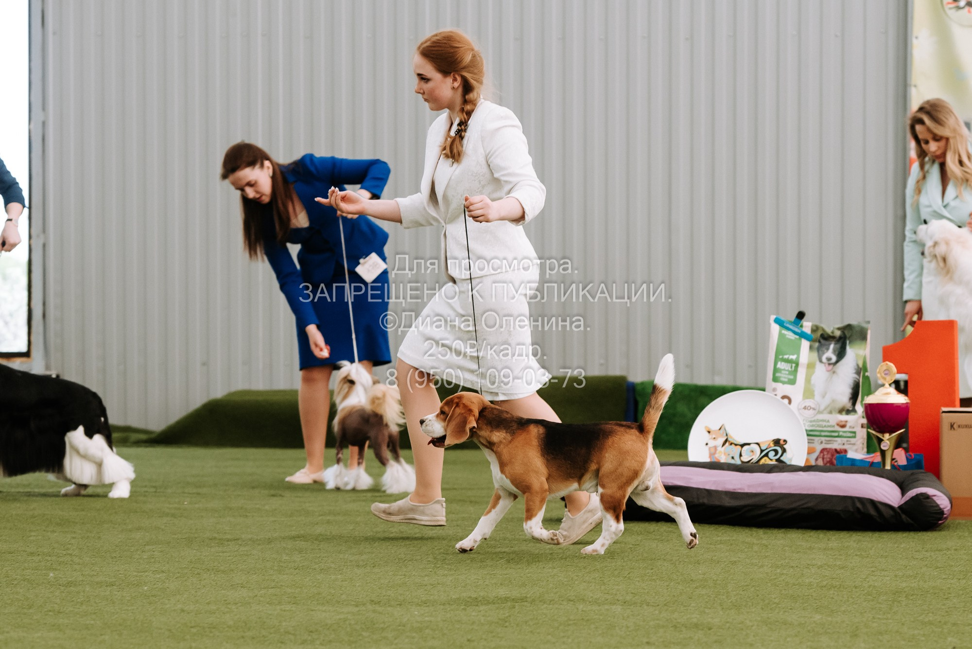 Выставка собак Красноярск 2.06. Фотограф Диана Оленина Красноярск / Братск