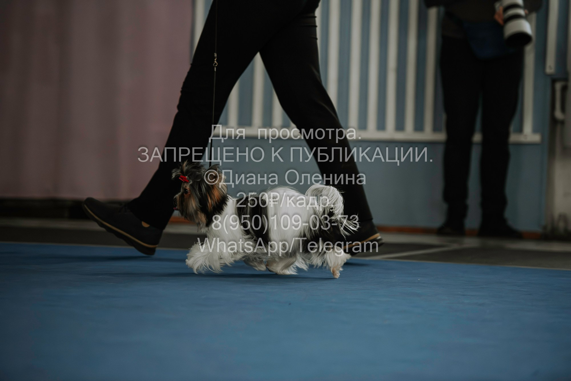 Выставка собак Красноярск 29.10.2023. Фотограф Диана Оленина Красноярск / Братск