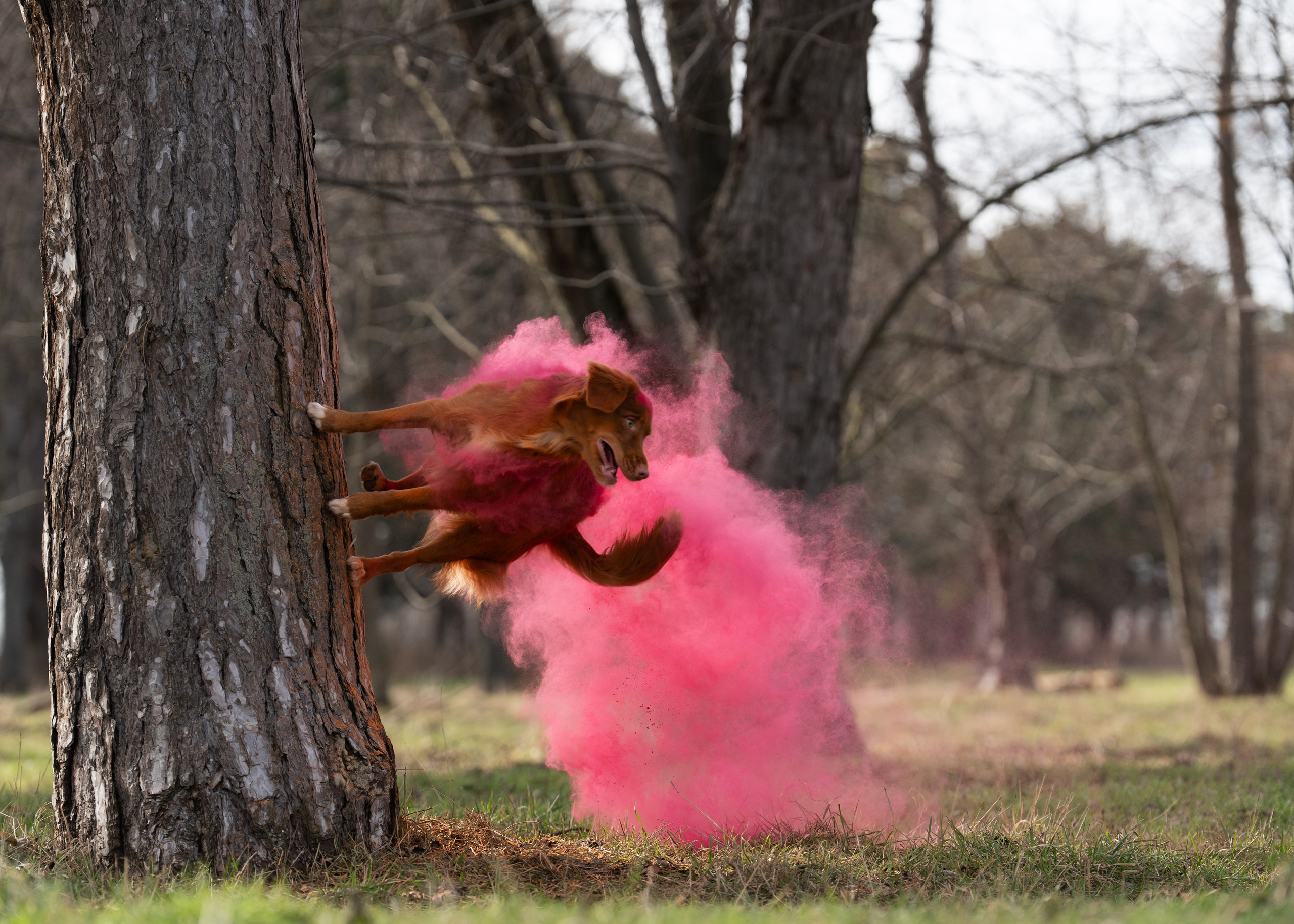 фотосессия собаки в красках холли 