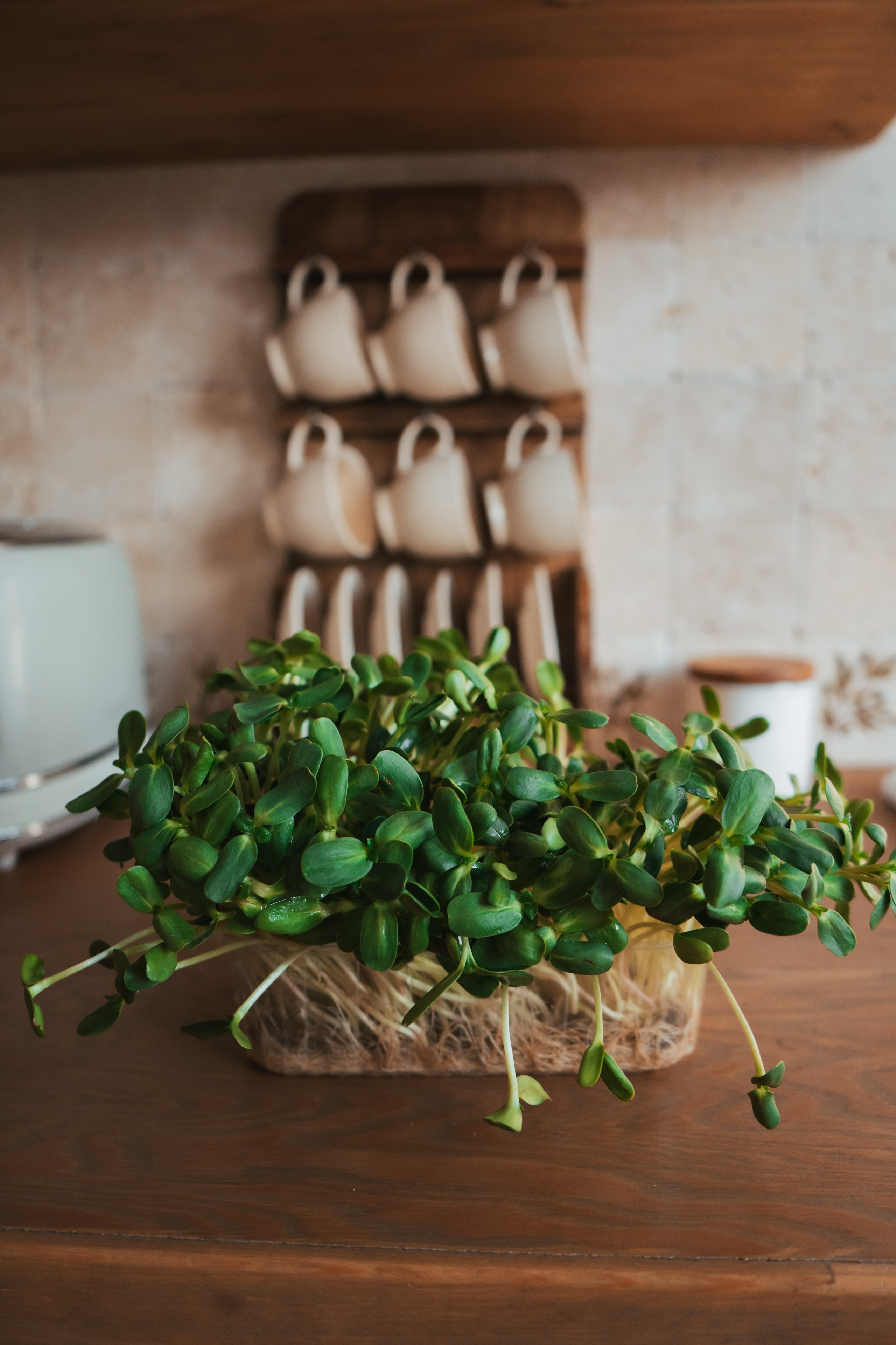 Мария Нутрицилог